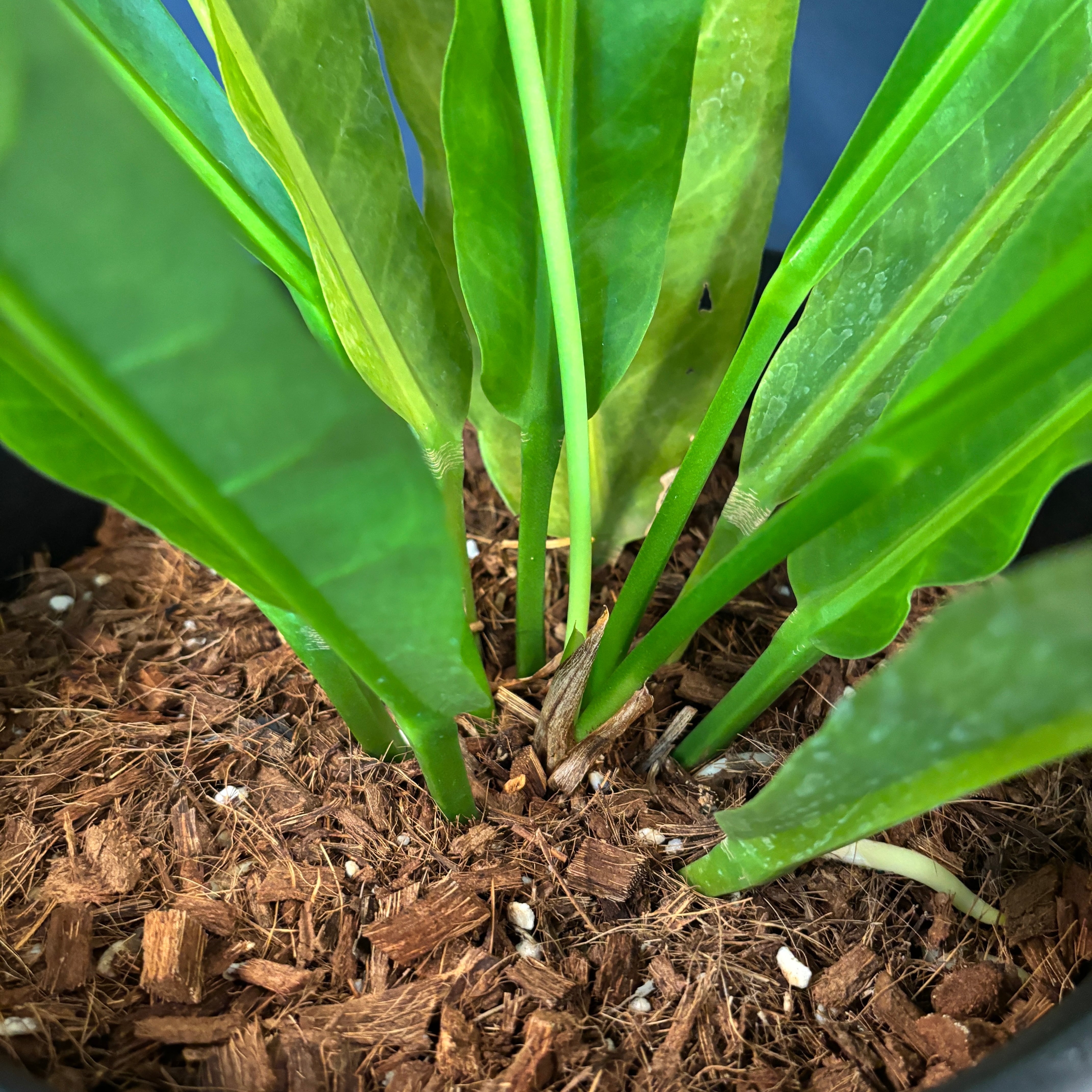 アンスリウム ルネッサンス【753】 | PROTOLEAF プロトリーフ