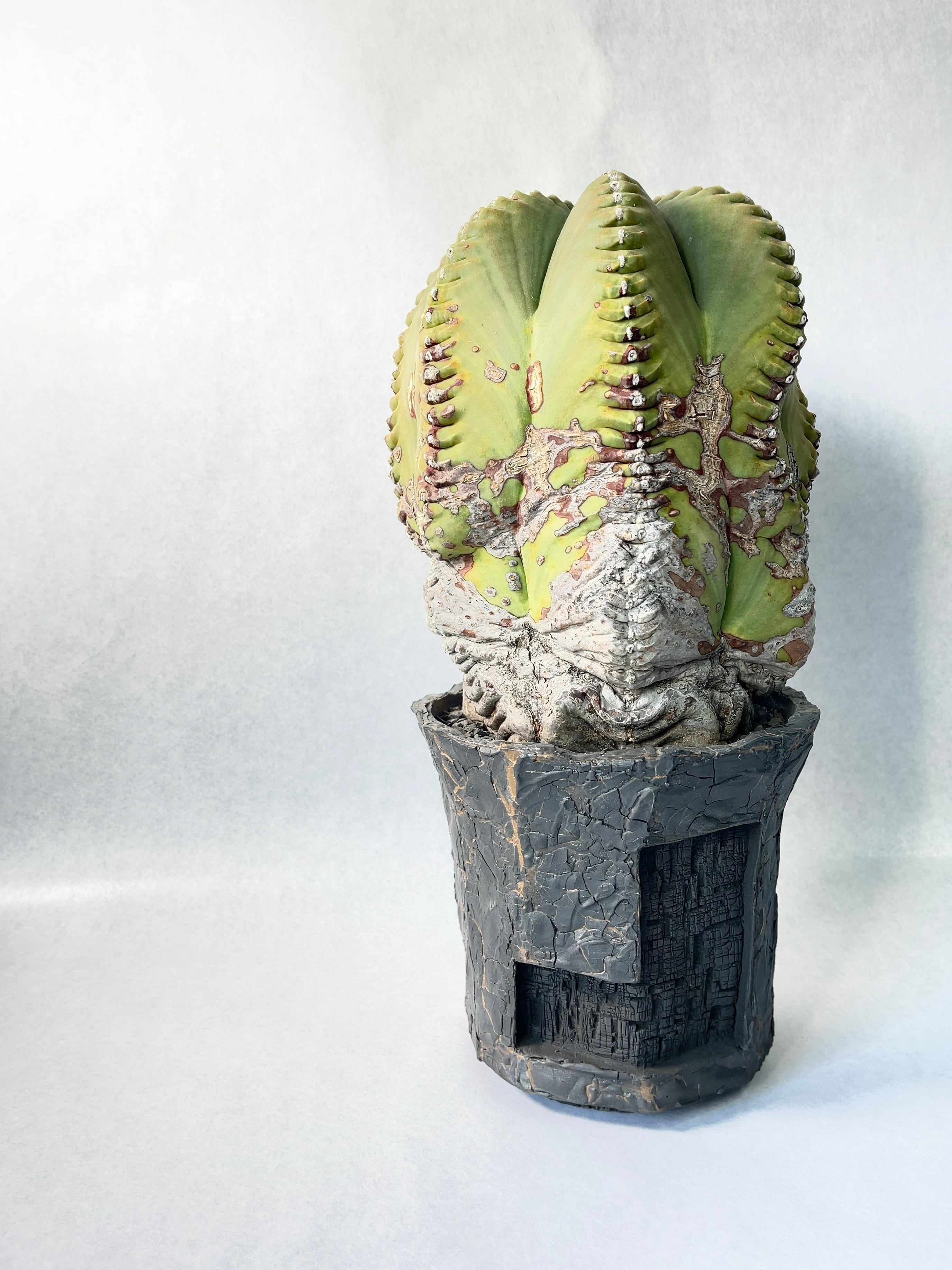 アストロフィツム・肋骨鸞鳳玉 | trigger