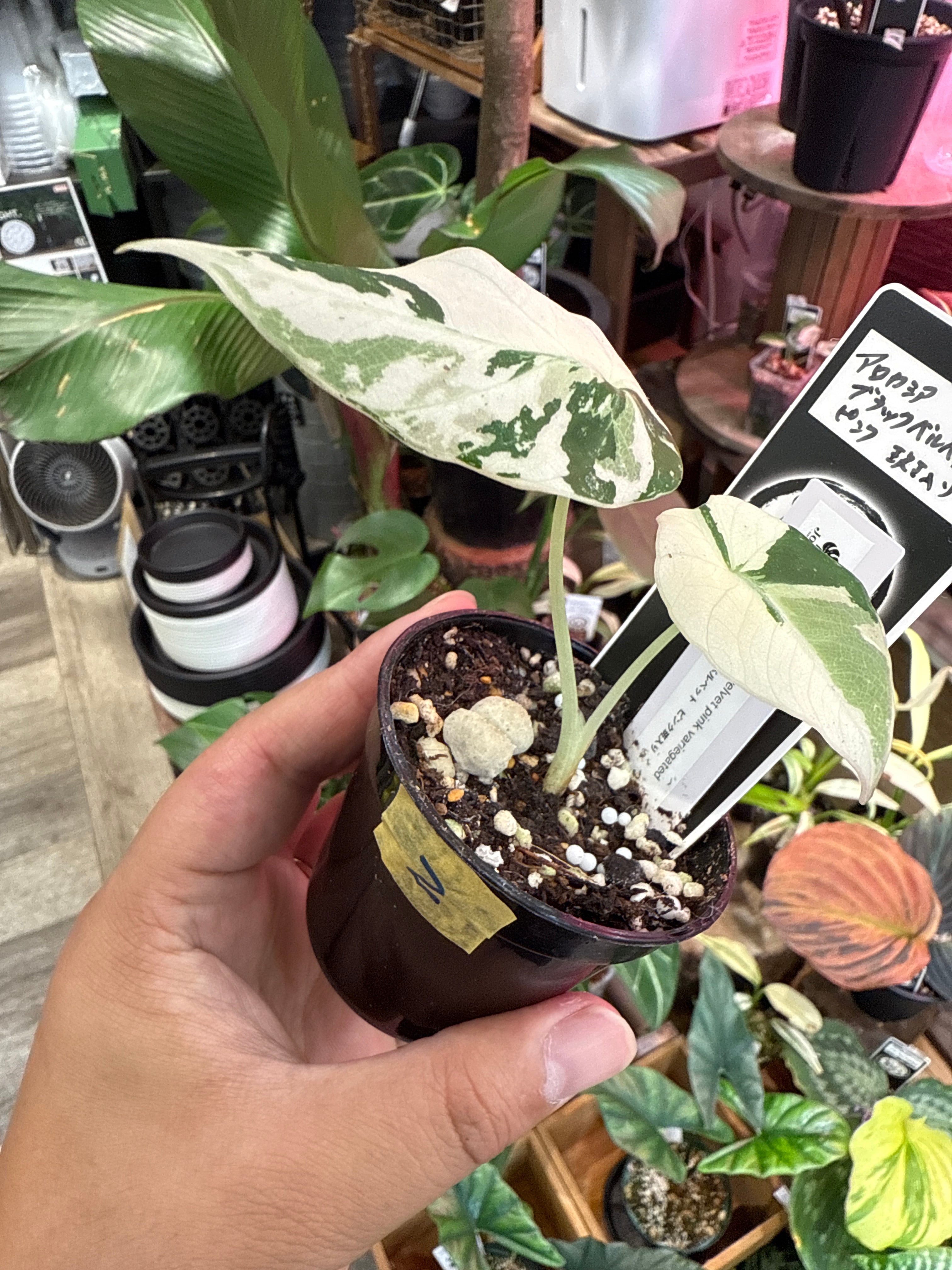 ② 【希少】アロカシア ブラックベルベットピンク斑入り