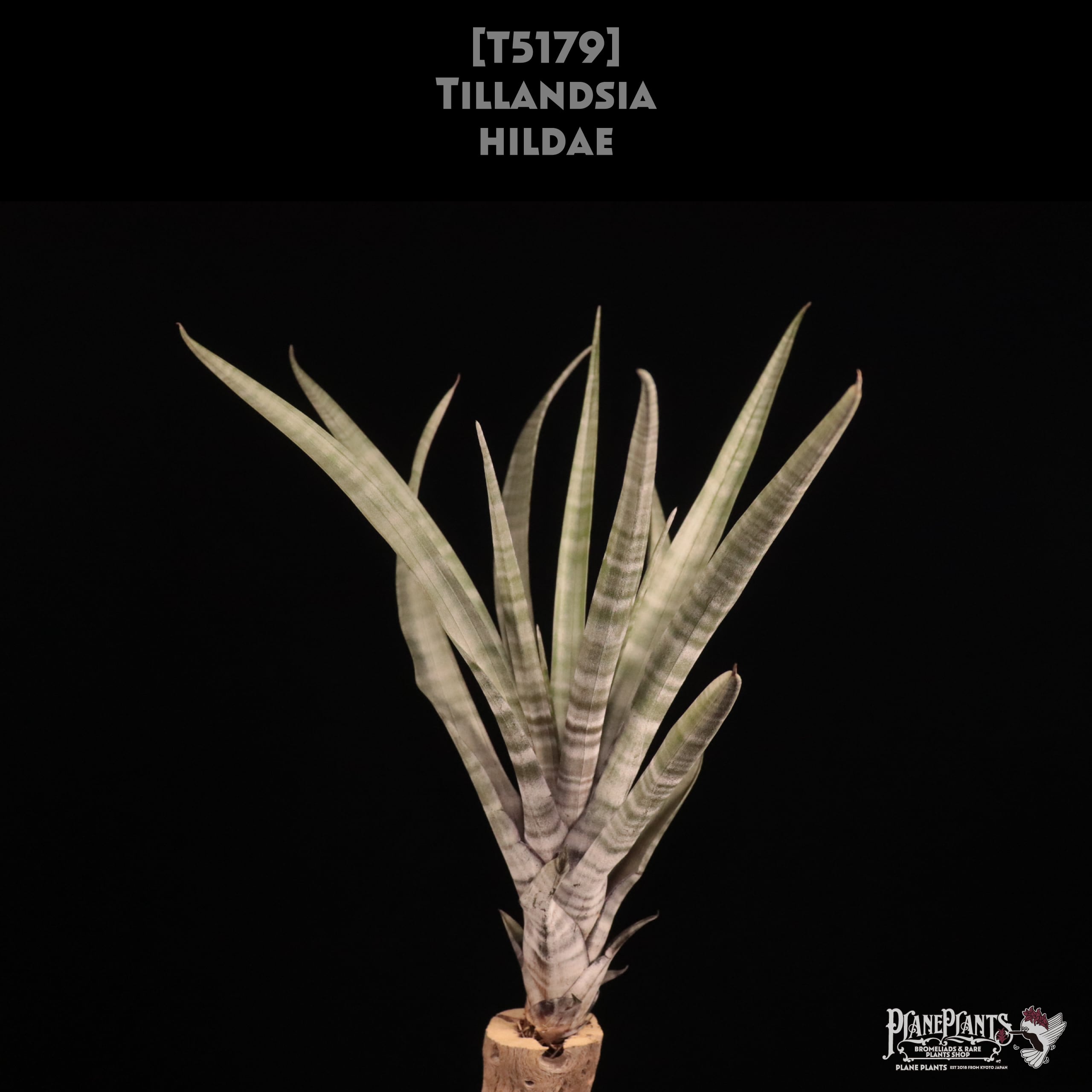【送料無料】hildae〔エアプランツ〕現品発送T5179