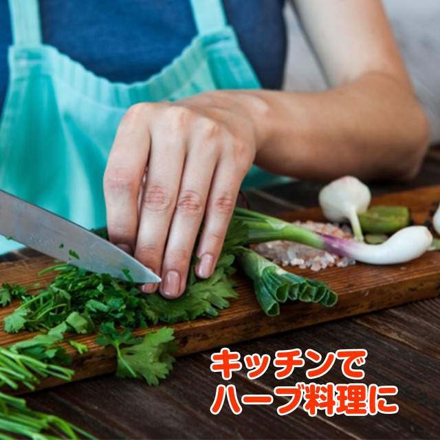 ハーブ 栽培キット 苗 セット ブリキプランター かわいい 寄せ植え ハーブティー ハーブガーデン 観葉植物 送料無料 バジル ローズマリー ミント 花苗 苗木 家庭菜園 キット 巣ごもり 鉢植え 土 Herb モダンブリキ オーバルl 白 苗4個 ハーブ苗のポタジェガーデン 本店
