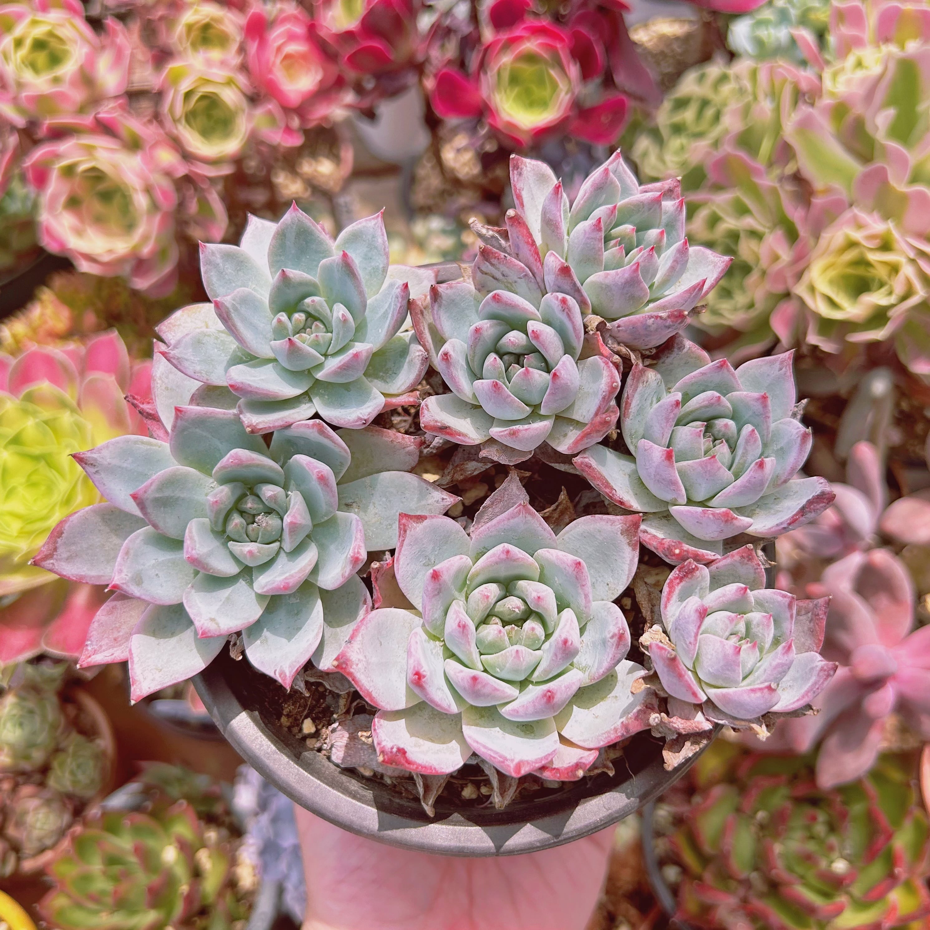 #285現物　多肉植物　ブルーバード　特大　抜き苗