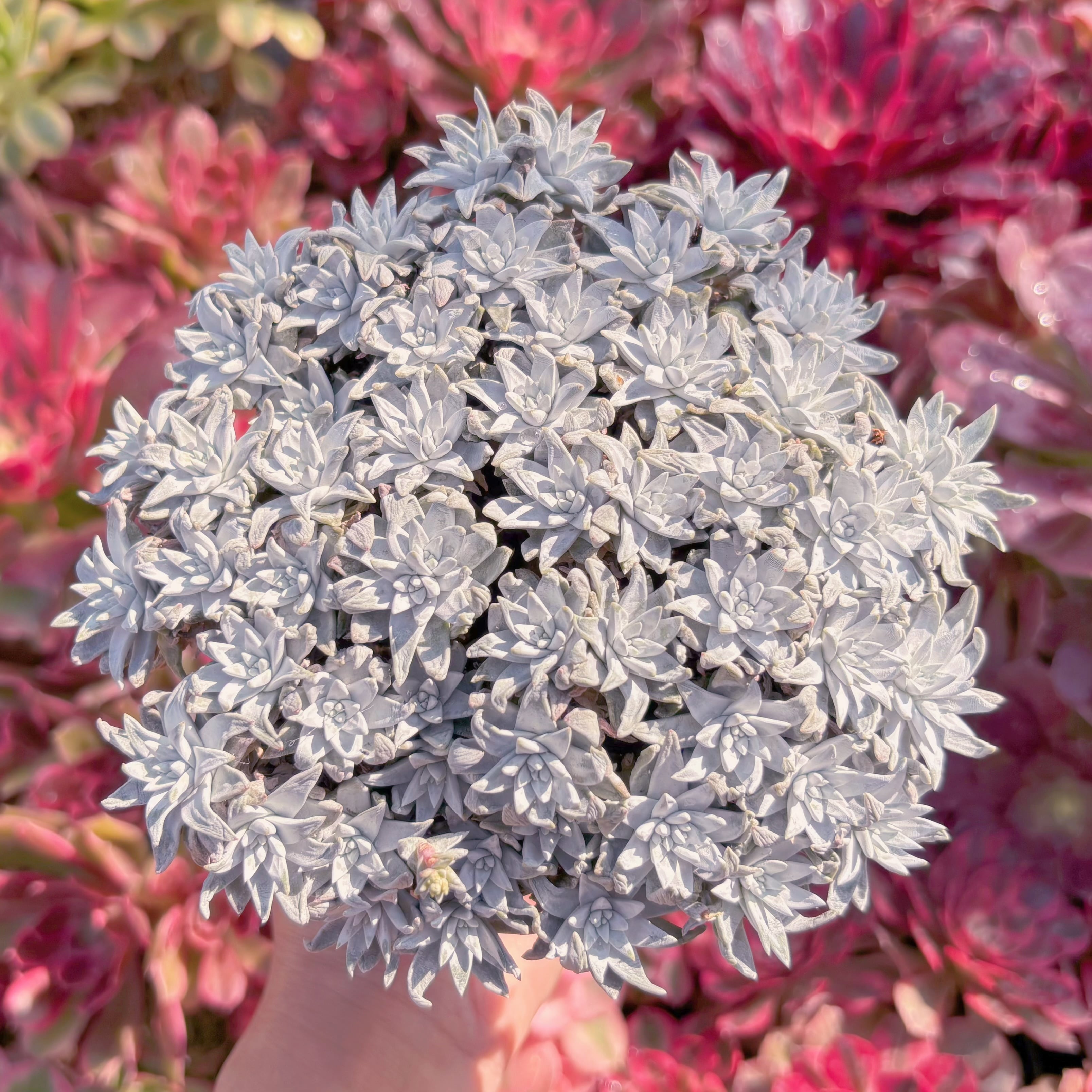 現品　白菊 ダドレアグノマ#618　特大群生　新入荷　るる農園