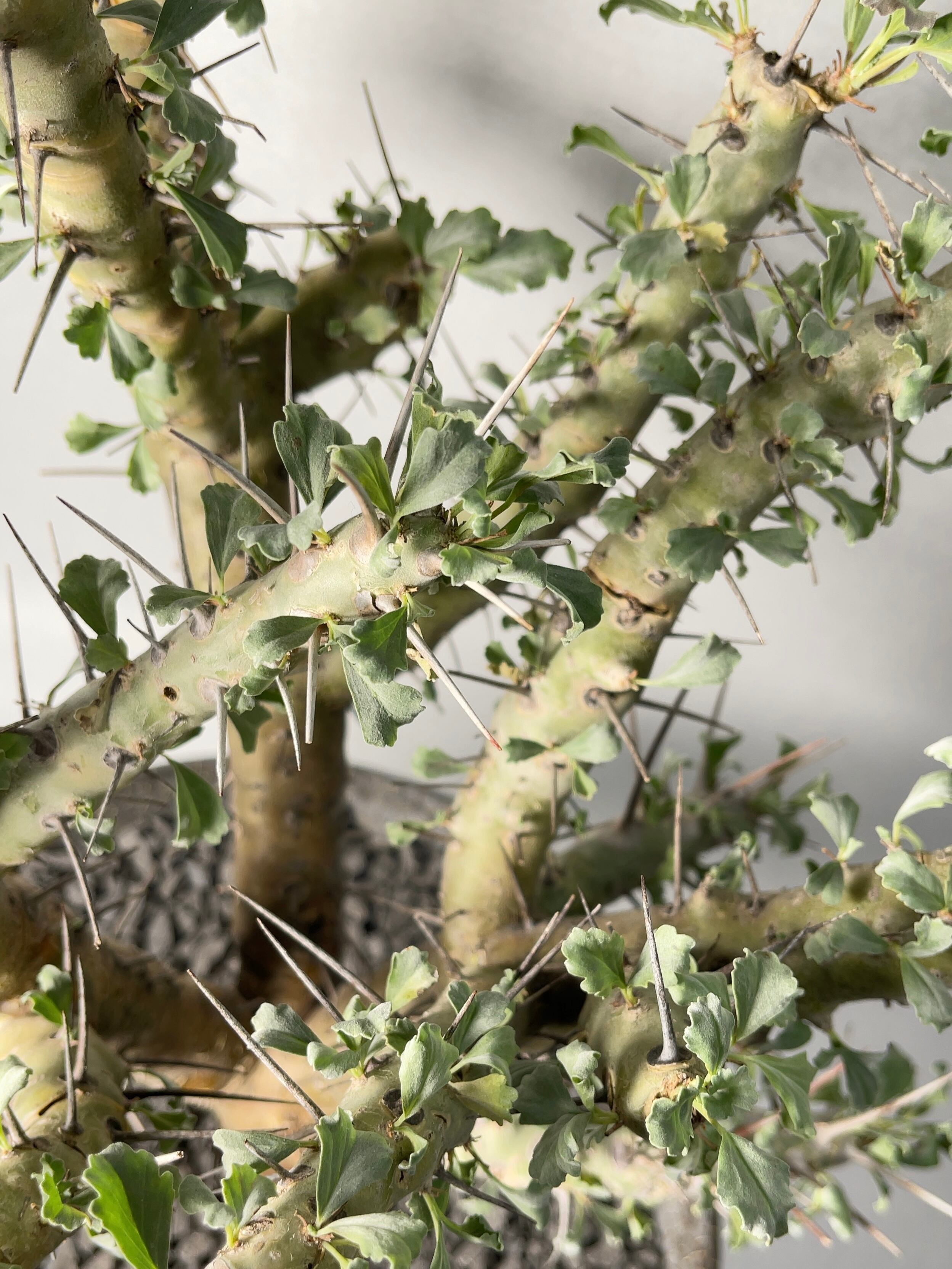 サルコカウロン・クラシカウレ | trigger