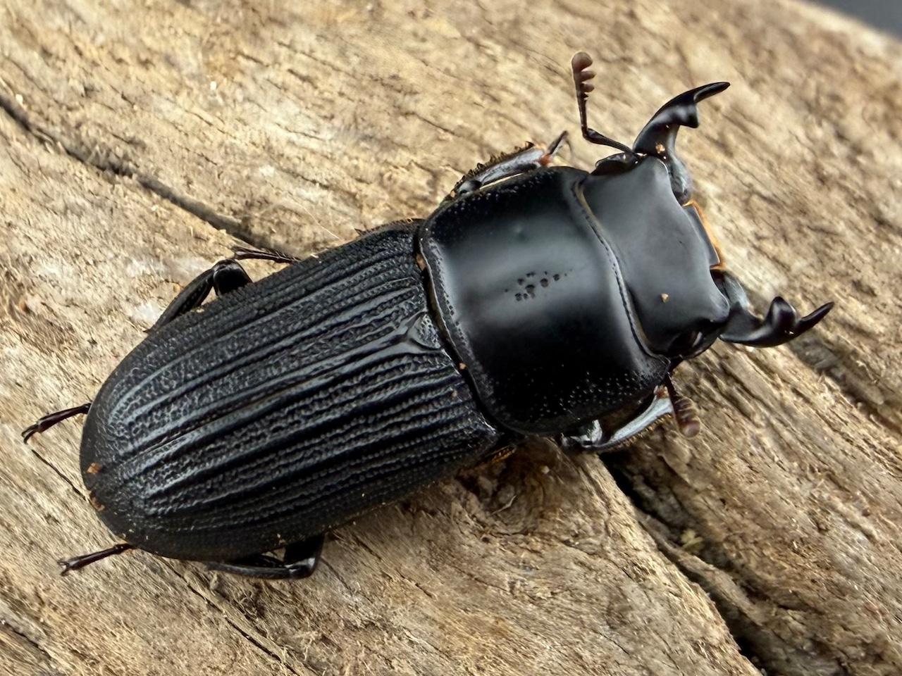 【WF2】《ドルクスミント 23.5mm ペア》