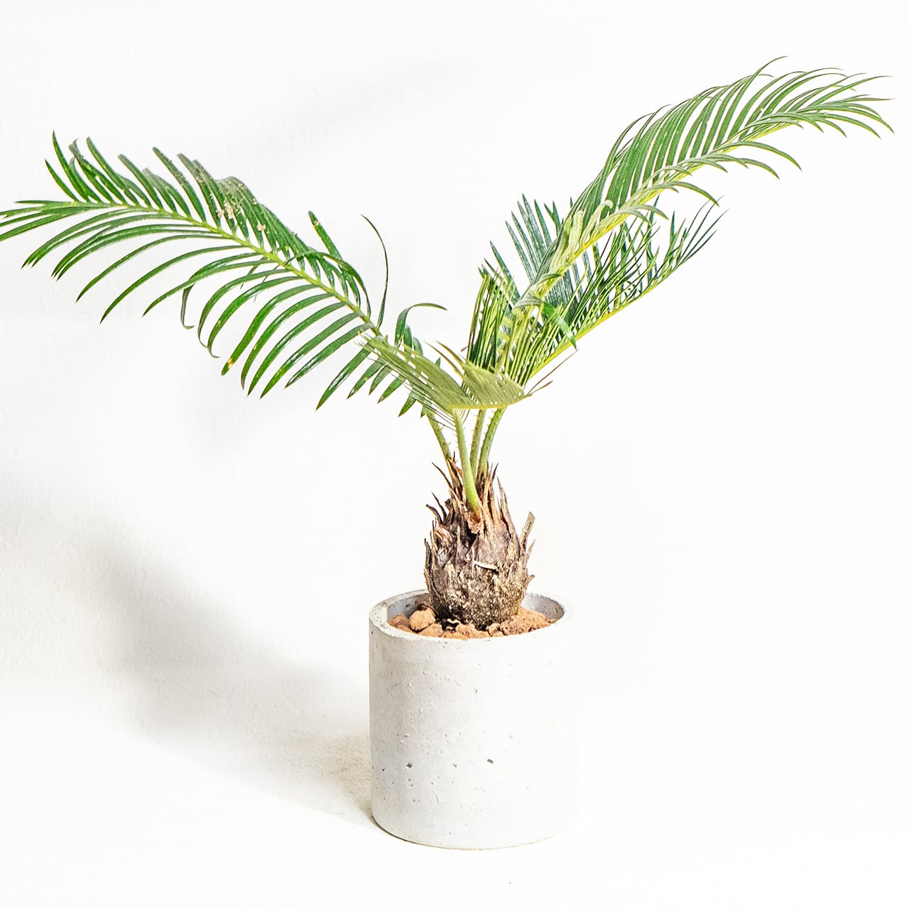 【硬質でツヤのある緑葉と丸い幹】独特のシルエットが目を引くソテツ。どんな部屋にも馴染む無骨な手づくりモルタル鉢でお届けします/虫発生抑制/全国一律送料850円