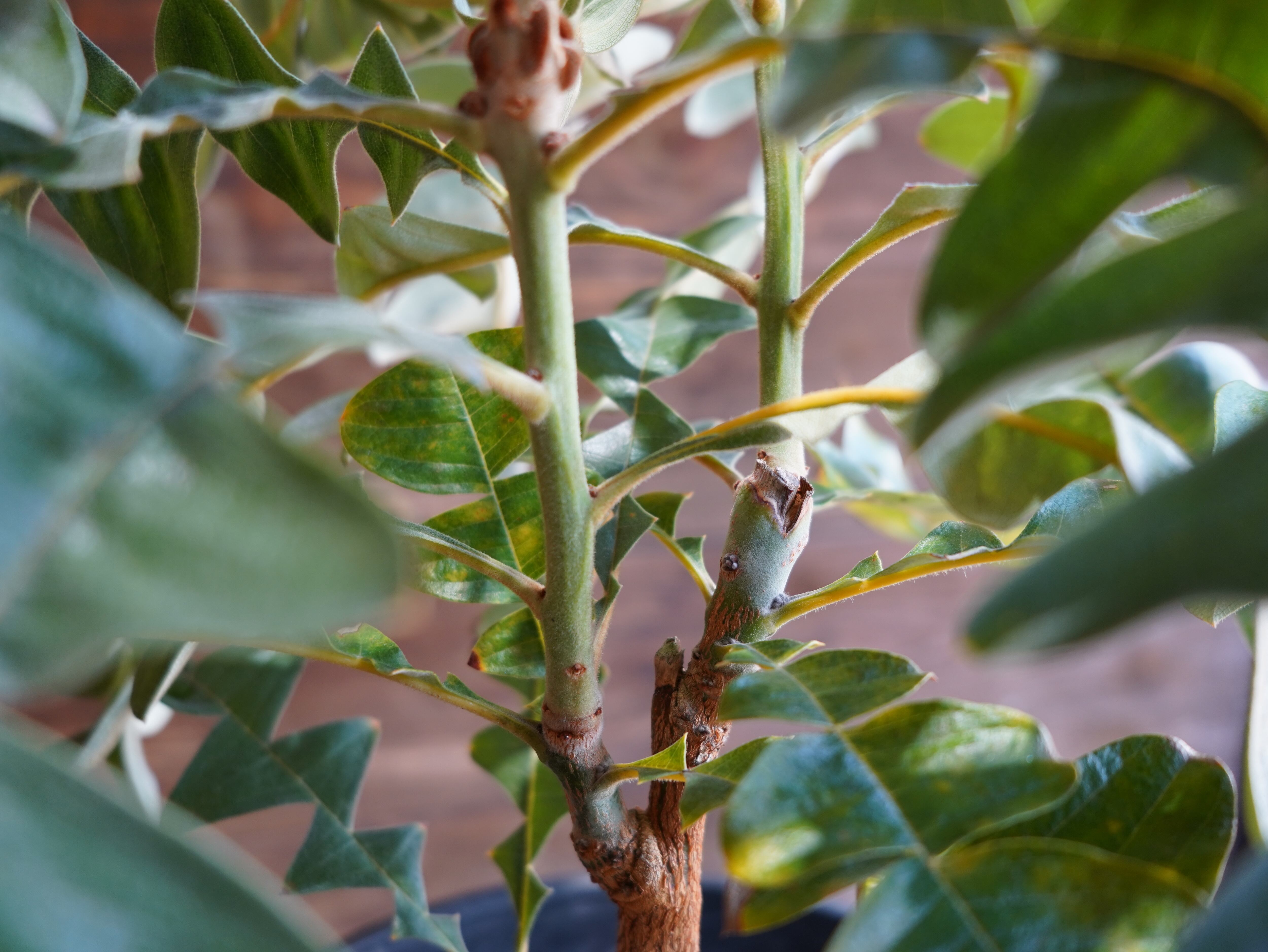 【現物】バンクシア　”グランディス”