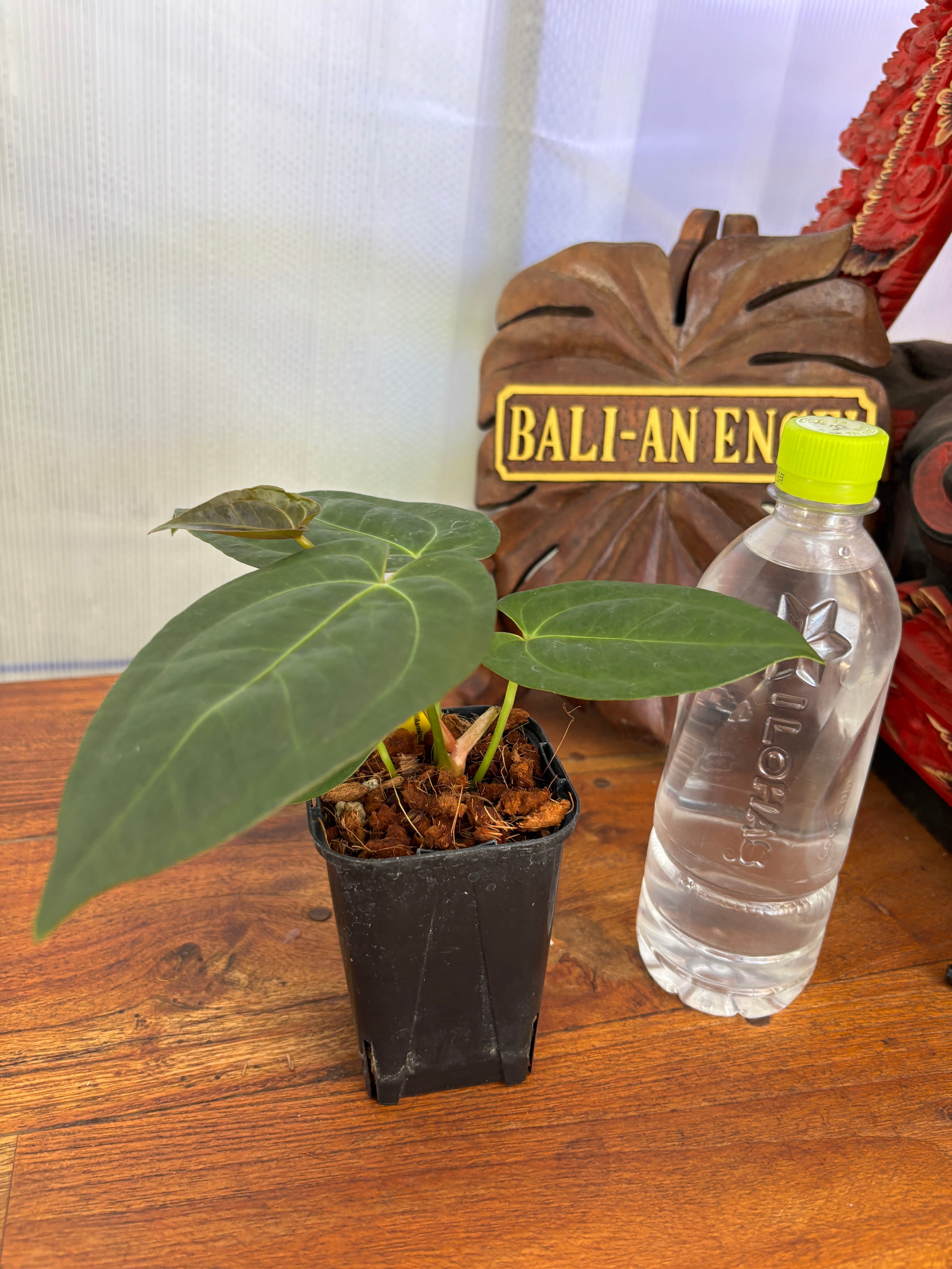 Anthurium | BALI-AN 園芸