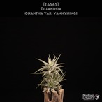 【送料無料】ionantha var. vanhyningii〔エアプランツ〕現品発送T4545