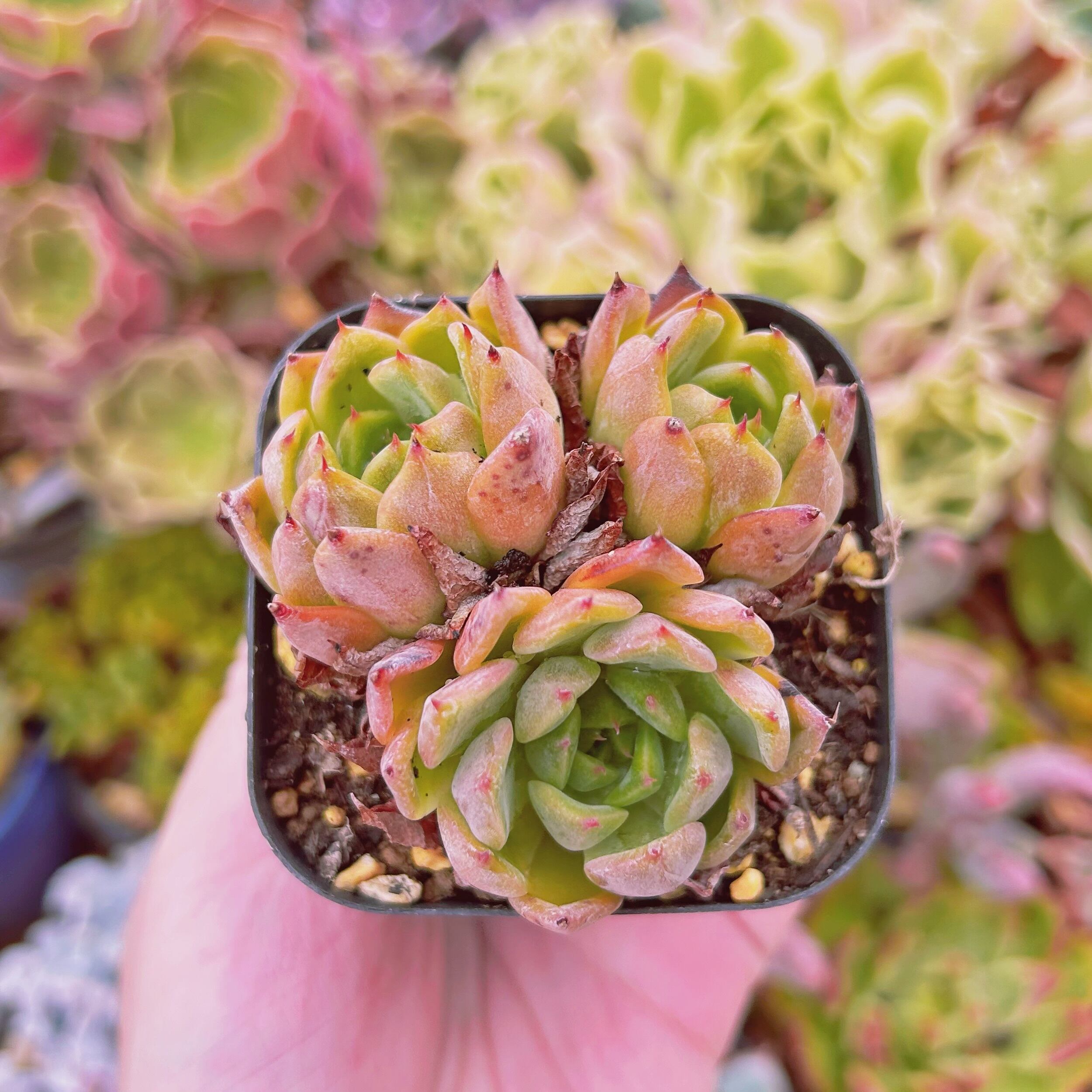 現物　多肉植物　アンジェラ　抜き苗