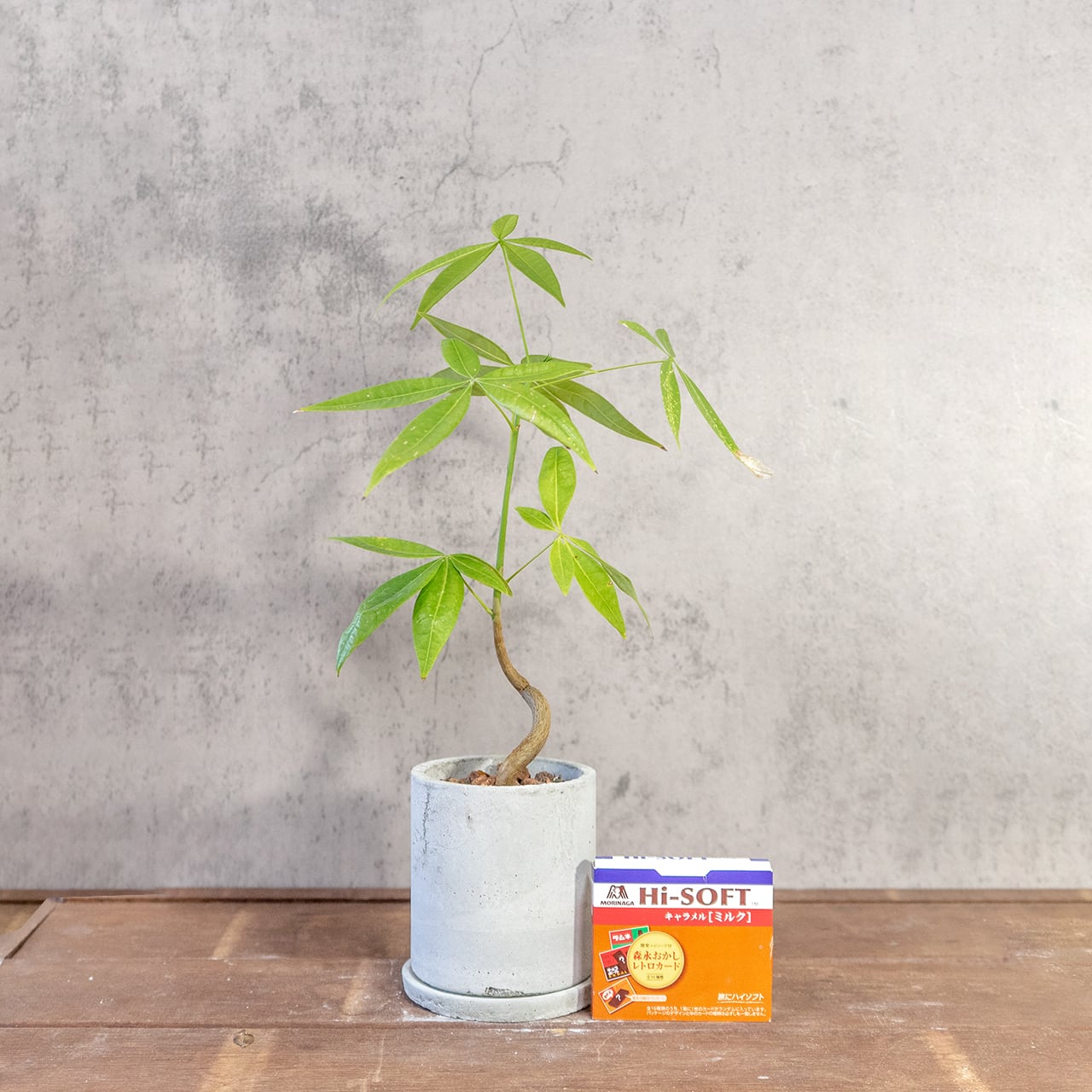 パキラ｜緩やかにカーブする幹が魅力。シンプル空間に映える手づくり鉢仕立て