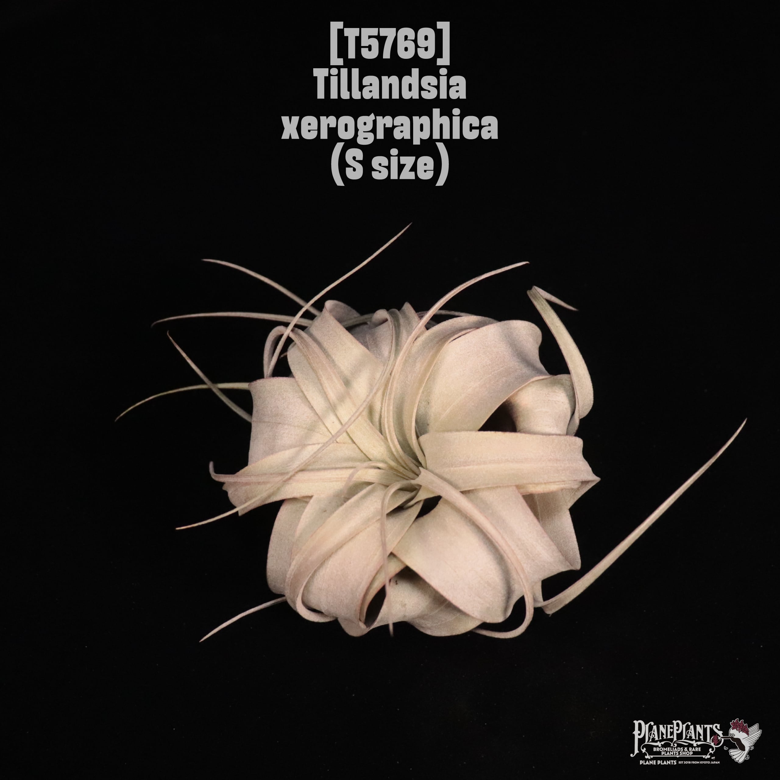 Tillandsia xerographica S 〔ティランジア〕T5769