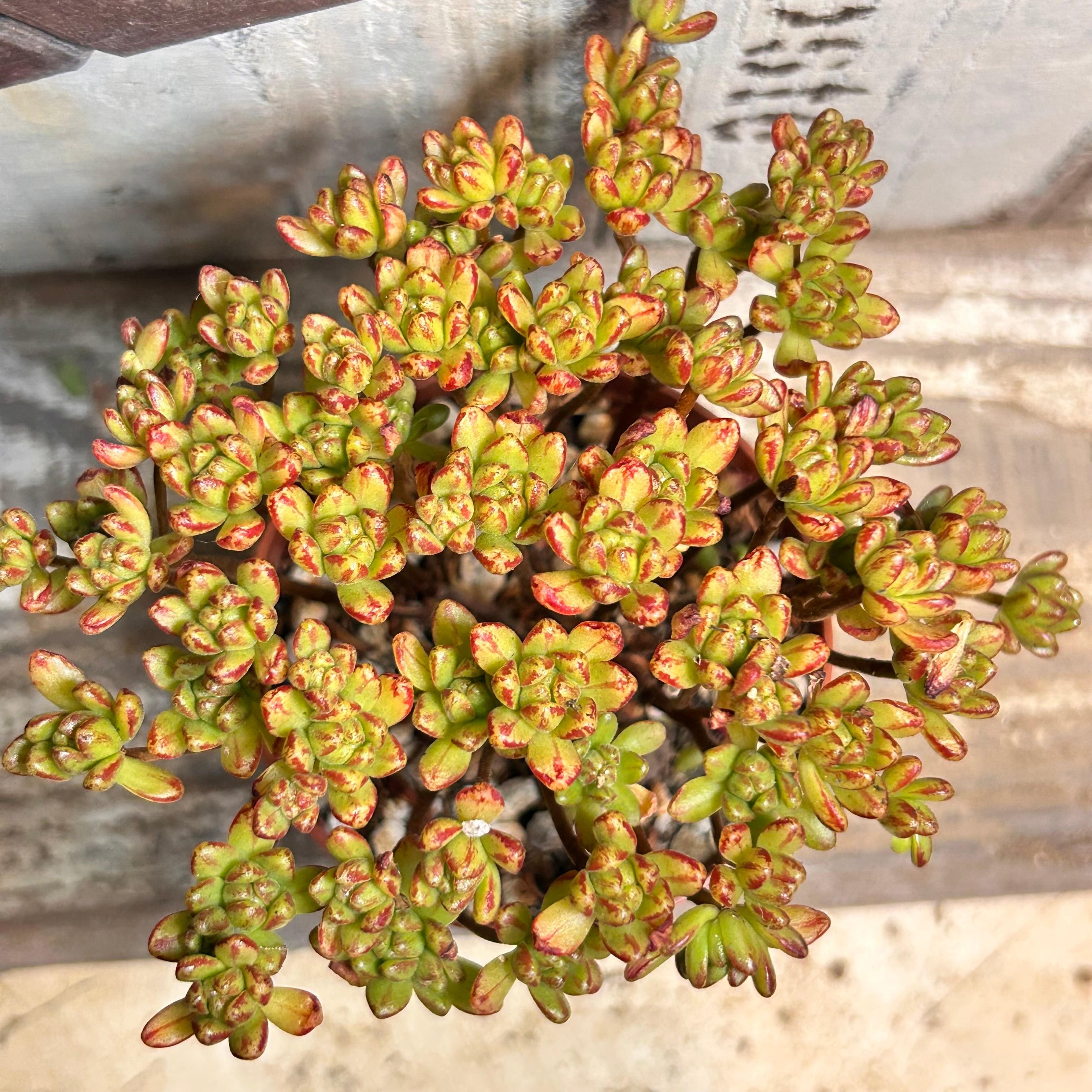 RuPo 多肉植物専門店