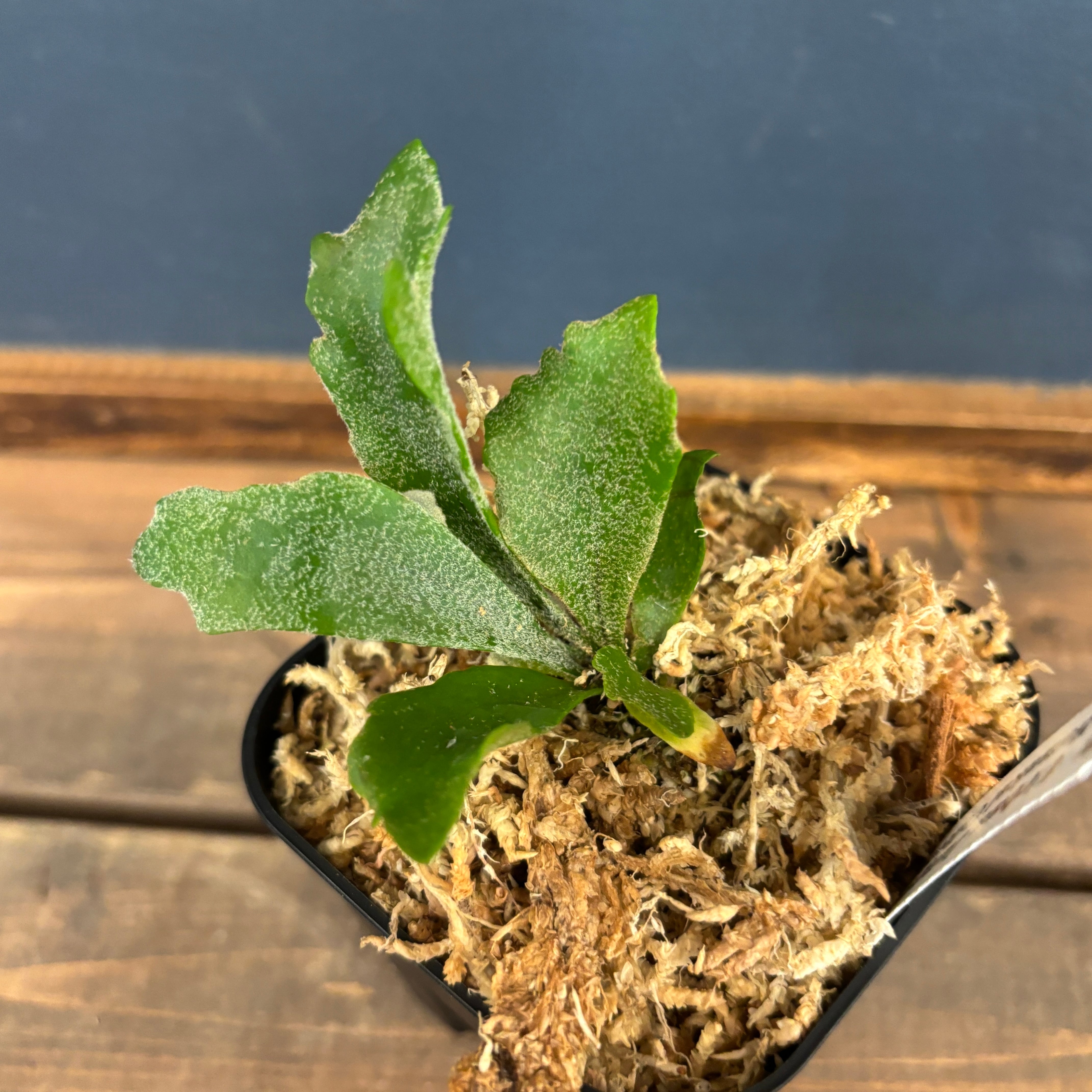 ＊ビカクシダ　ウィリンキー Spur (P.willinckii )＊ ビカクシダ ウィリンキー 'spur' TC (P.willinckii 'spur' TC