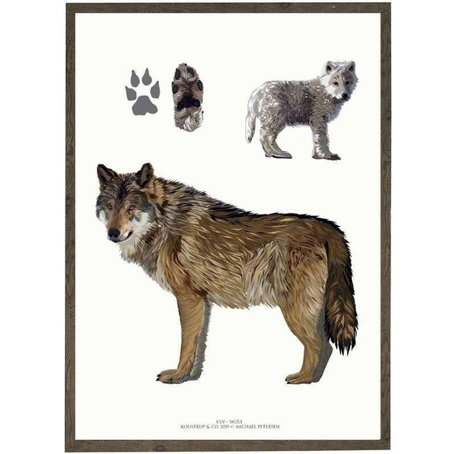 Koustrup Co アートポスター サイズ Wolf オオカミ 北欧ブランド 北欧 動物 アニマル ヨーロッパ 図鑑 ポスター 北欧雑貨 ウォールデコ インテリア ナチュラル アート ギフト インポート 海外 輸入 デンマーク Koustrup Co Japan Koustrup Co アートポスター サイズ Wolf オオカミ 北欧ブランド 北欧 動物 アニマル ヨーロッパ 図鑑 ポスター 北欧雑貨 ウォールデコ インテリア ナチュラル アート ギフト インポート 海外 輸入 デンマーク Koustrup Co Japan