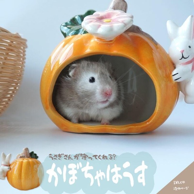 かぼちゃにぎゅっ！かわいい陶器ハウスで小さな秋の物語