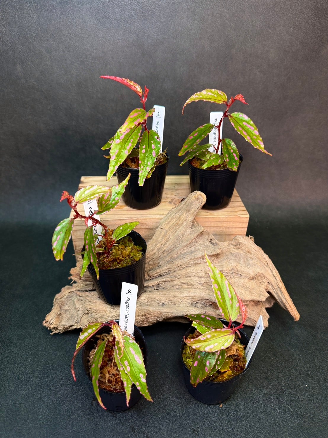 Bucephalandra pubes 