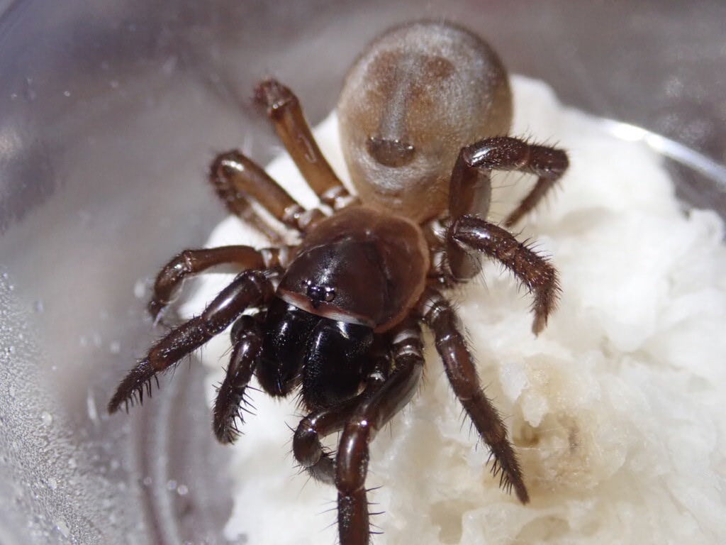 Spider クモ | Bebe Rep. 奇蟲部門