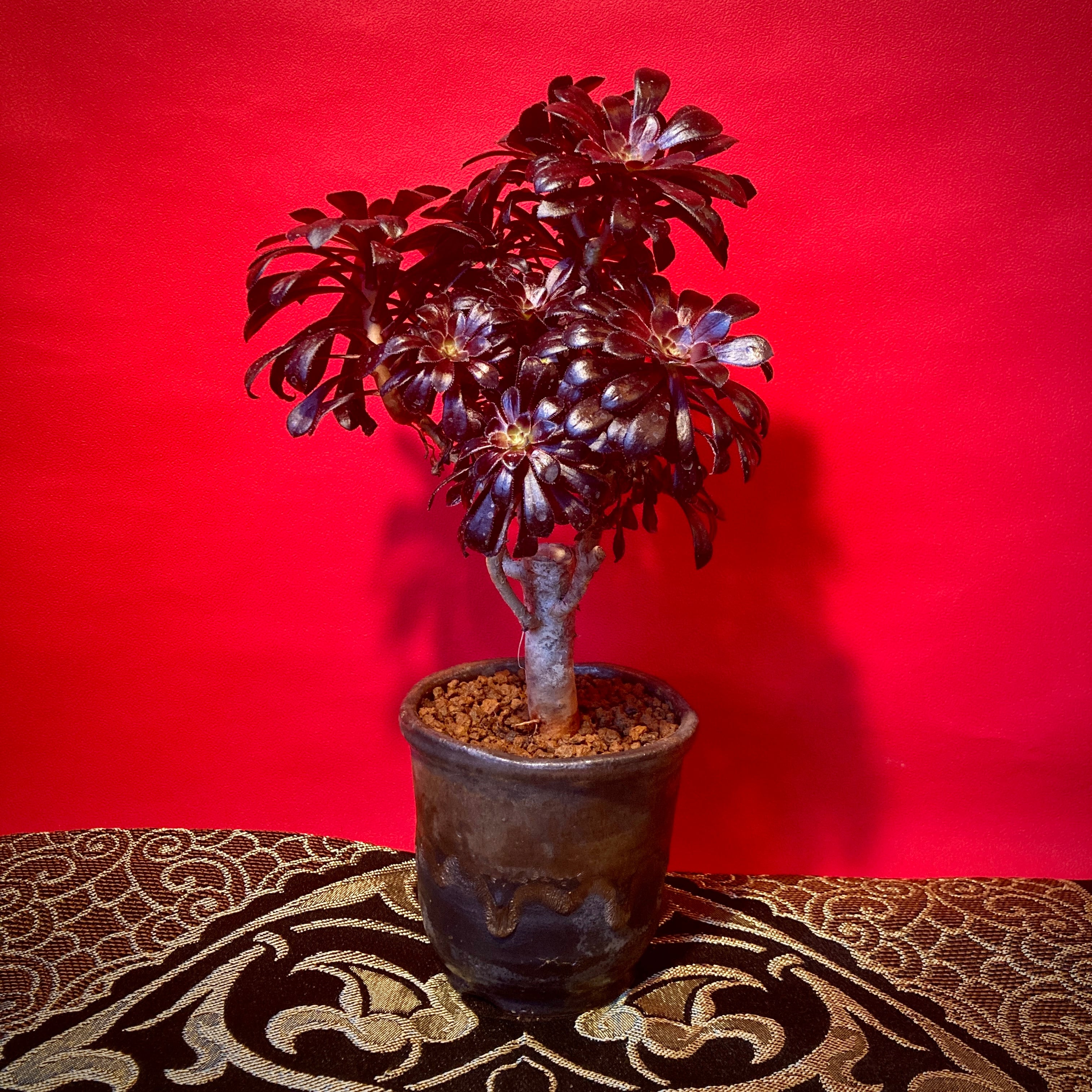 アンスリウム ドラヤキ × レッドクリスタリナム / Anthurium