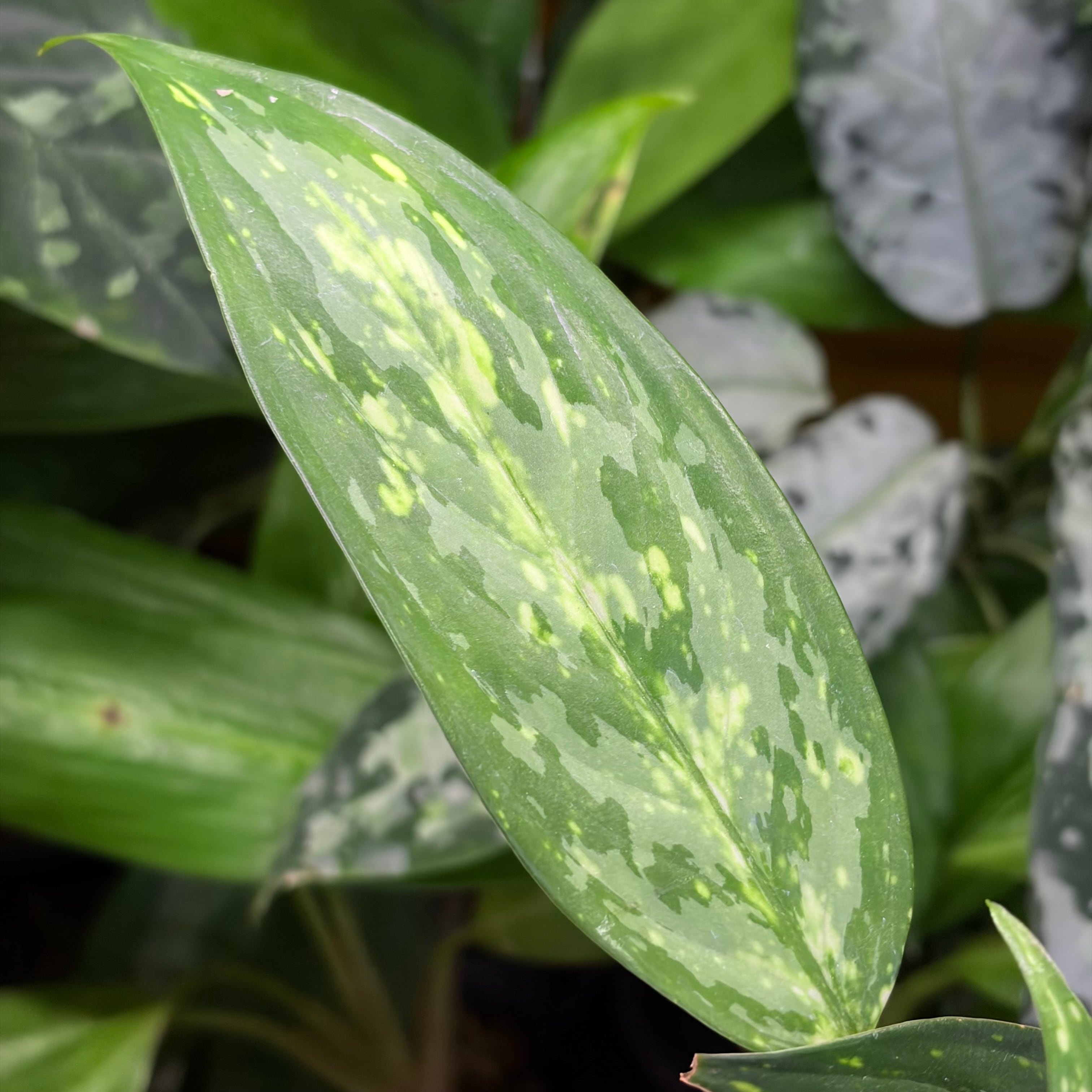 Aglaonema sp. Krabi 【ZOE0626-04t】　アグラオネマ Aglaonema sp. Krabi 【ZOE0626-04t】 アグラオネマ | 熱帯雨林植物