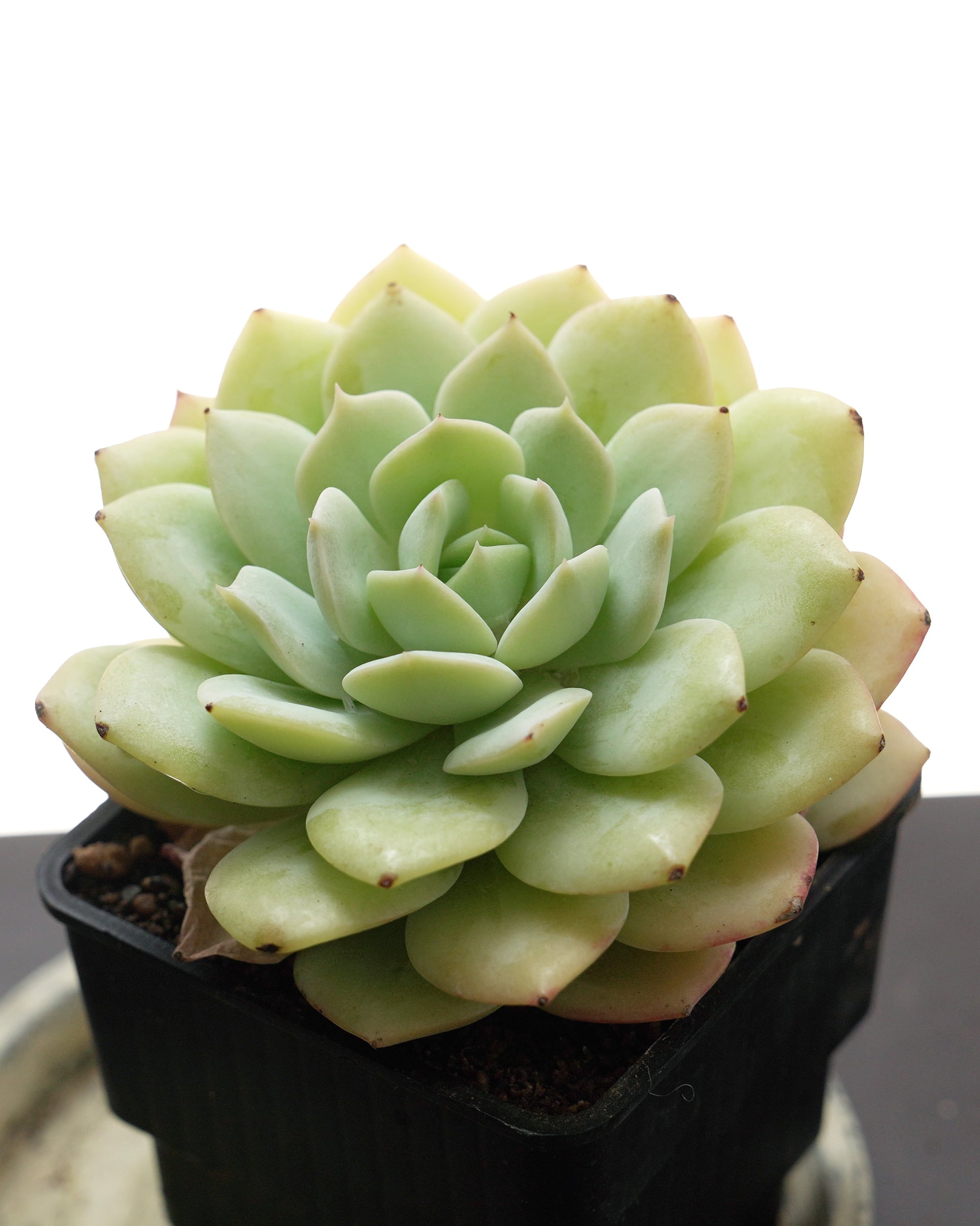 発根済カット苗 ラブソング Echeveria 'Love Songs' | PUKUBOOK SUCCULENTS