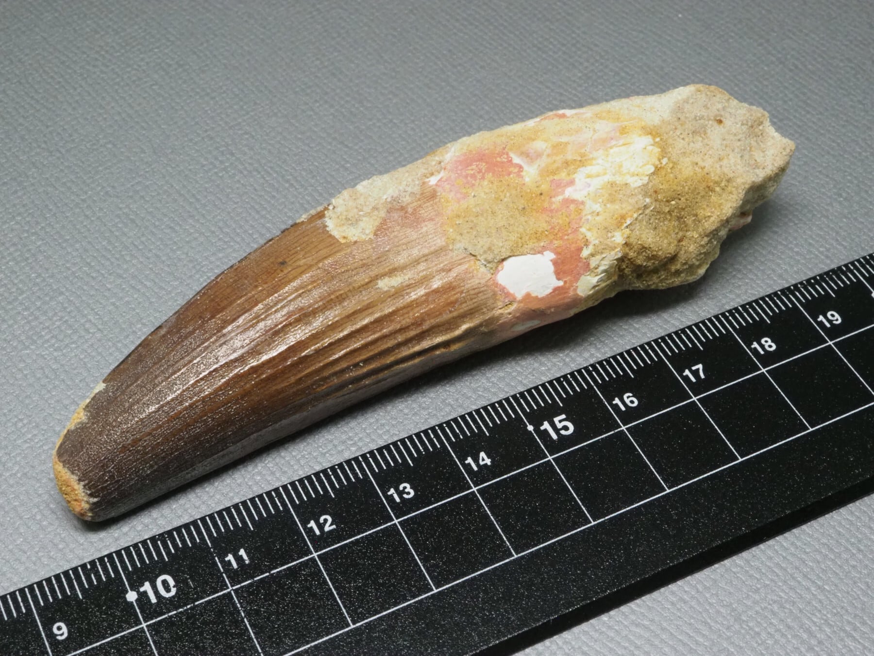 激レア！　ParabathycheilusとBathycheilusの共産化石 FOSSILS / 化石 | 化石・隕石・鉱物の販売 JURASSIC! (ジュラシック