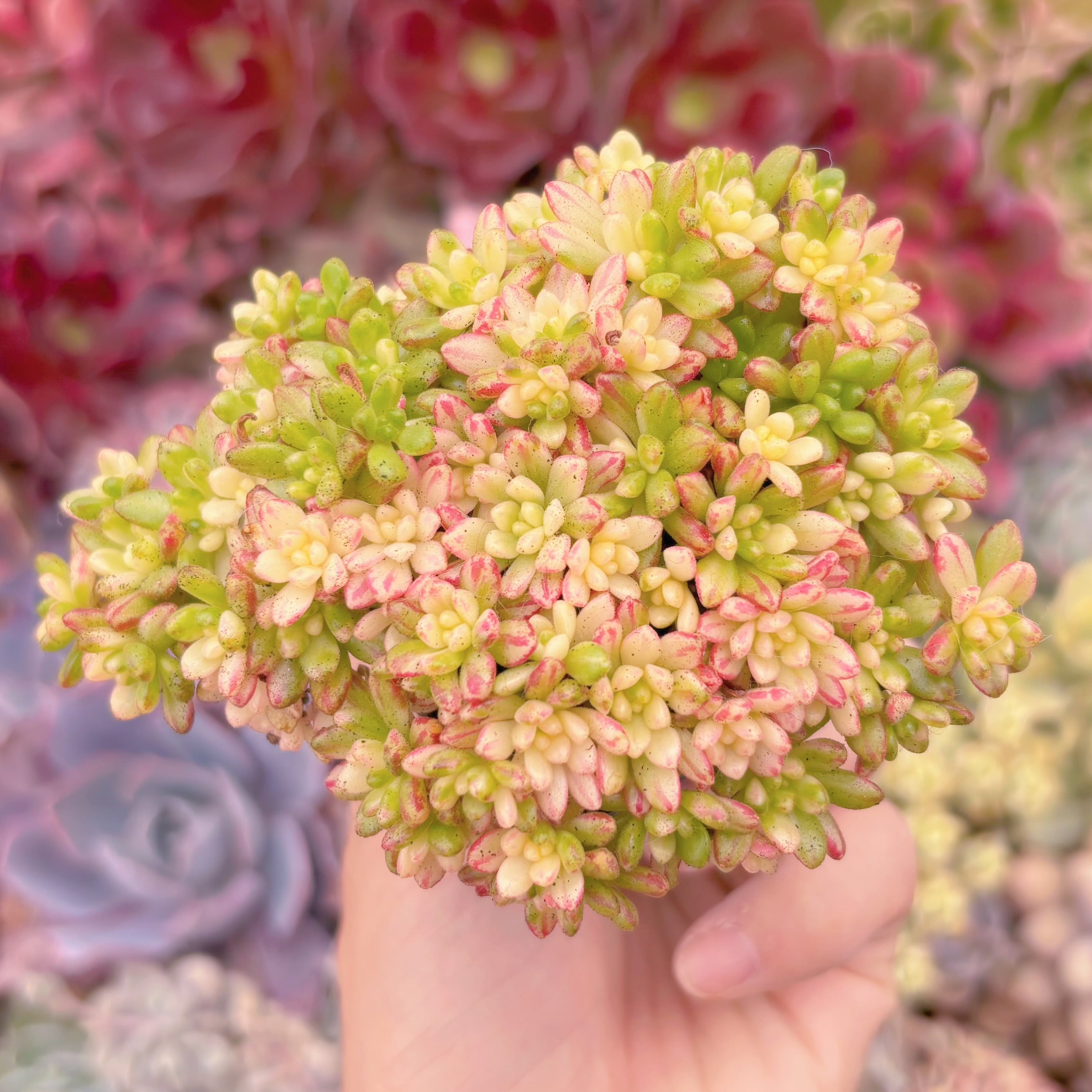 現品　小人の祭り錦#296　群生　るる農園