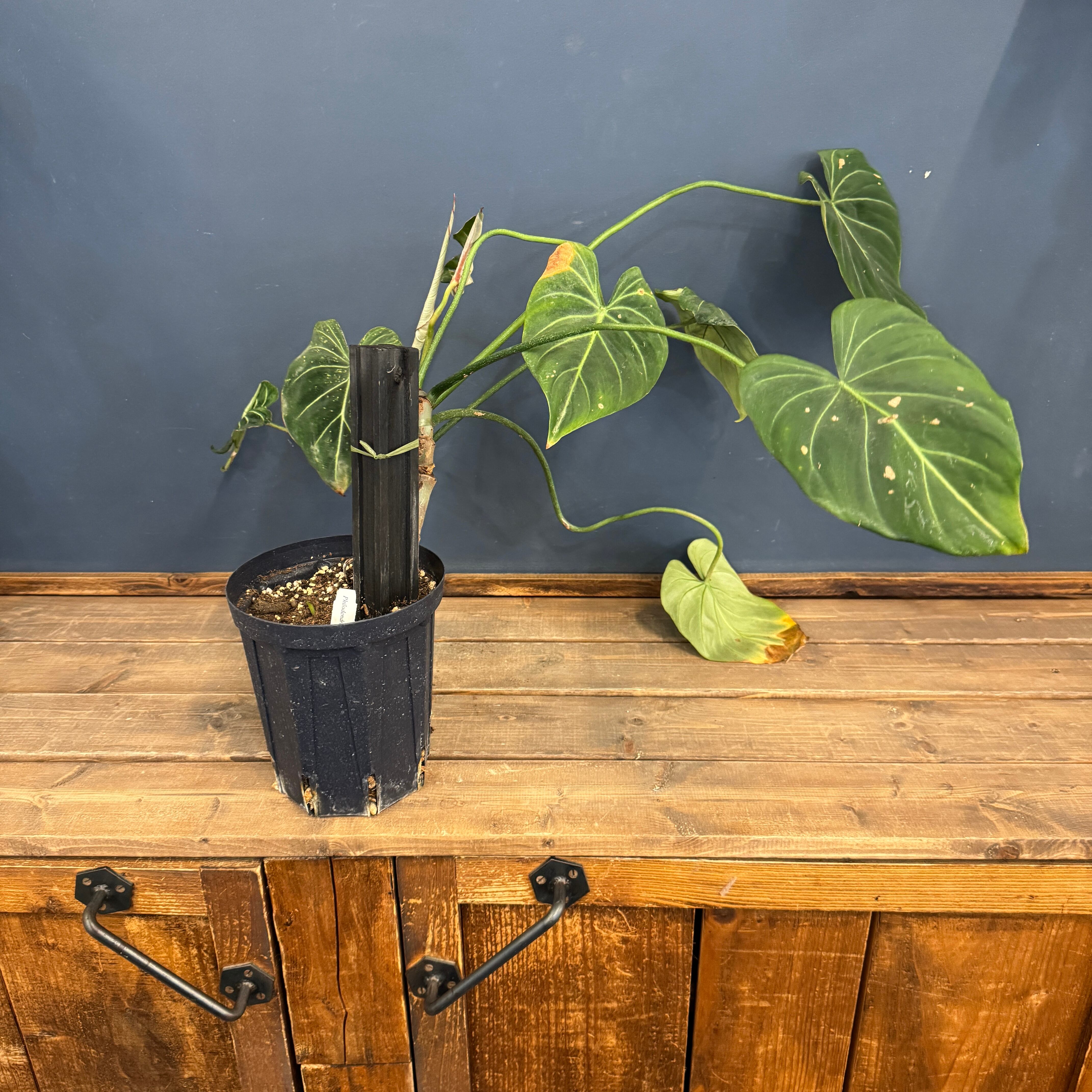 クリアランス】フィロデンドロン グロリオーサム【16】 | PROTOLEAF