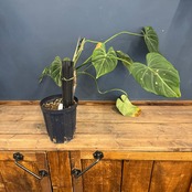 【クリアランス】フィロデンドロン グロリオーサム【16】