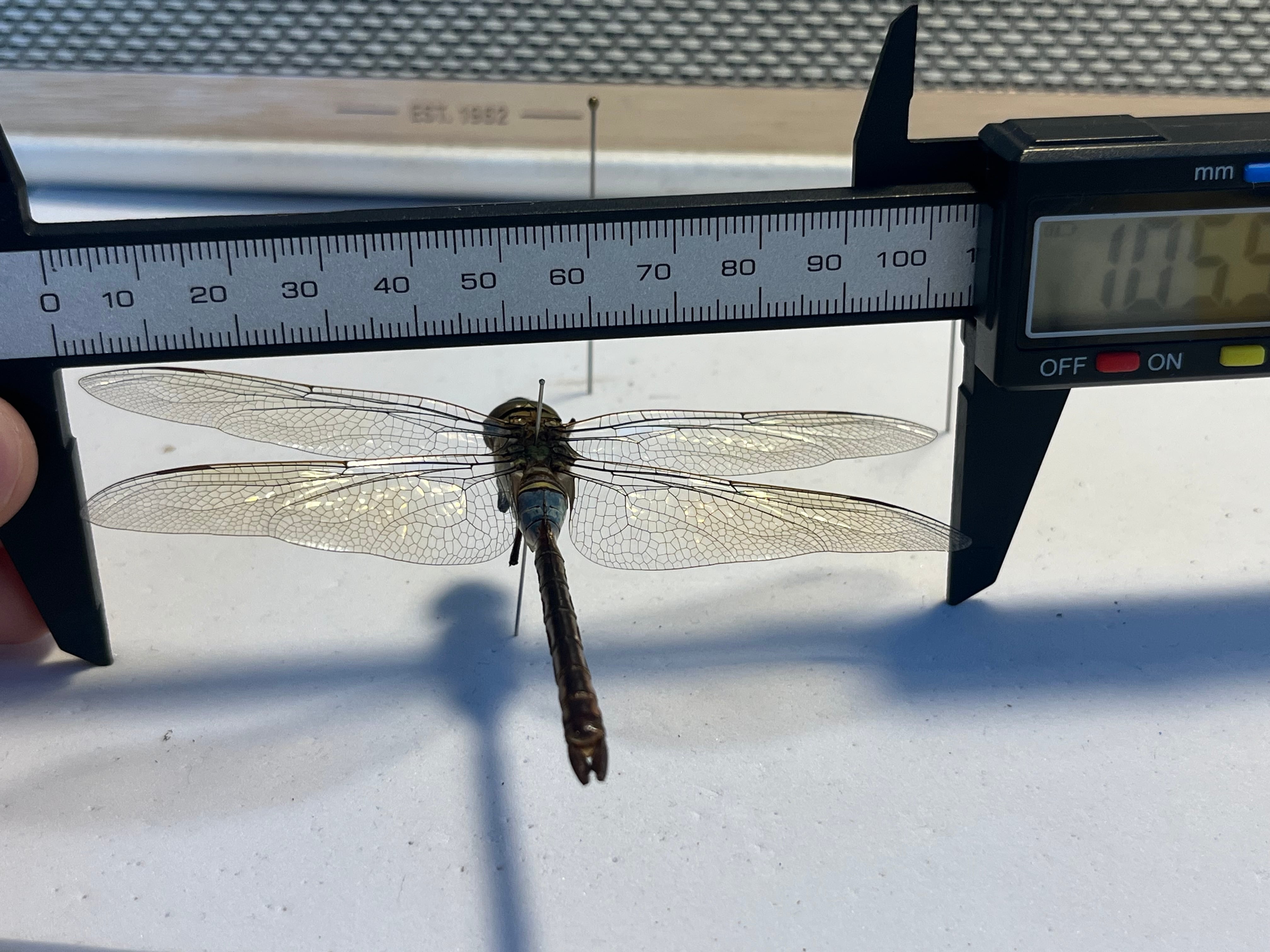 ギンヤンマ 昆虫標本ヘビトンボカマキリマンティス トンボ オニヤンマ