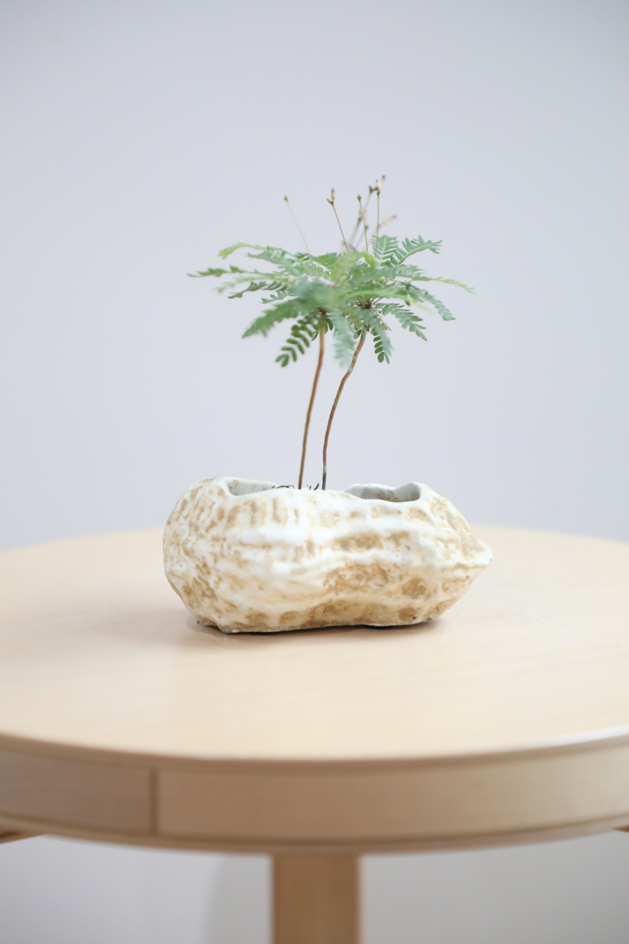 【S】【土不使用】ビオフィツム デンドロイデス/Biophytum dendroides