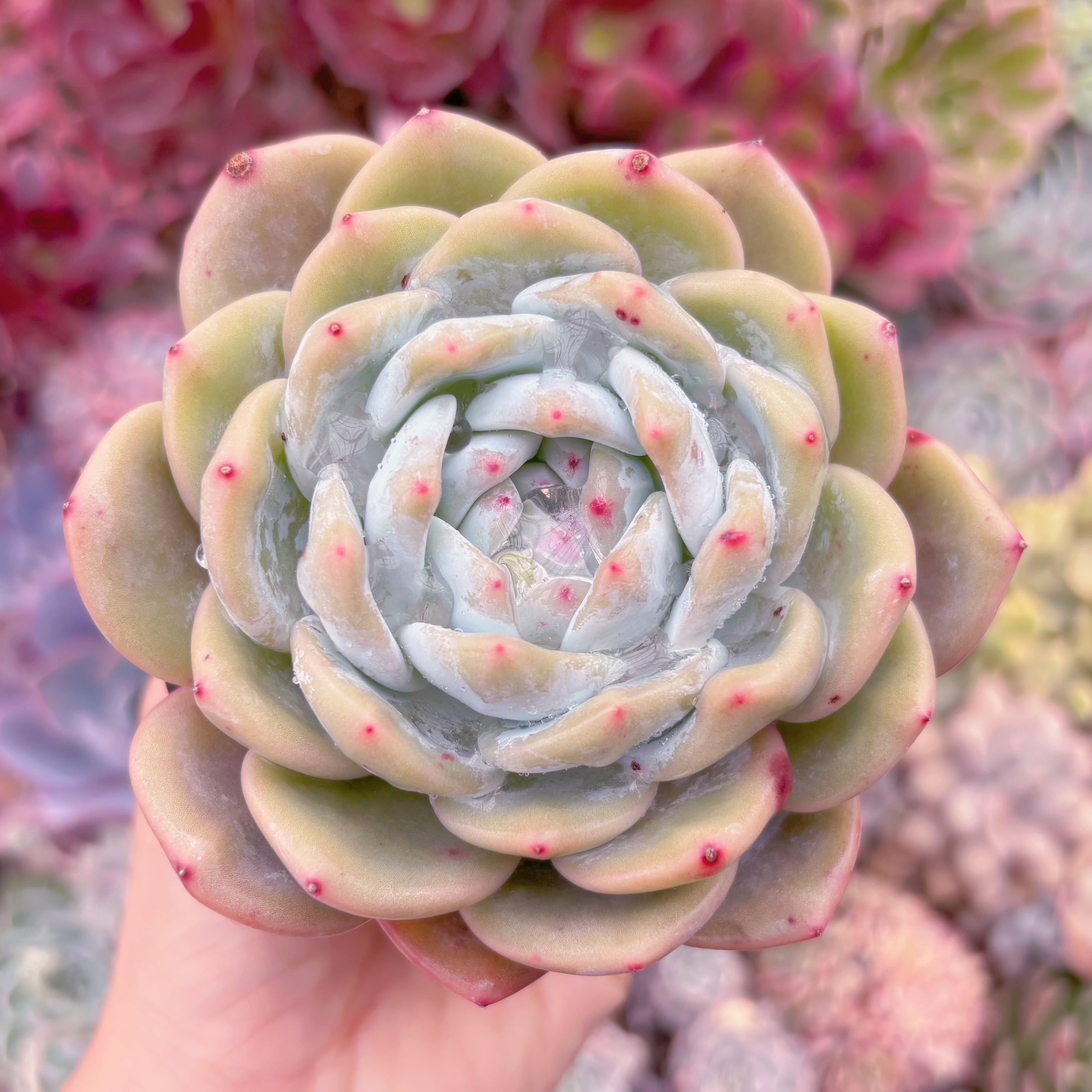 現品　星影#037　大苗　新入荷　るる農園