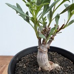 Othonna obtusiloba【オトンナ・オブツシロバ・実生】