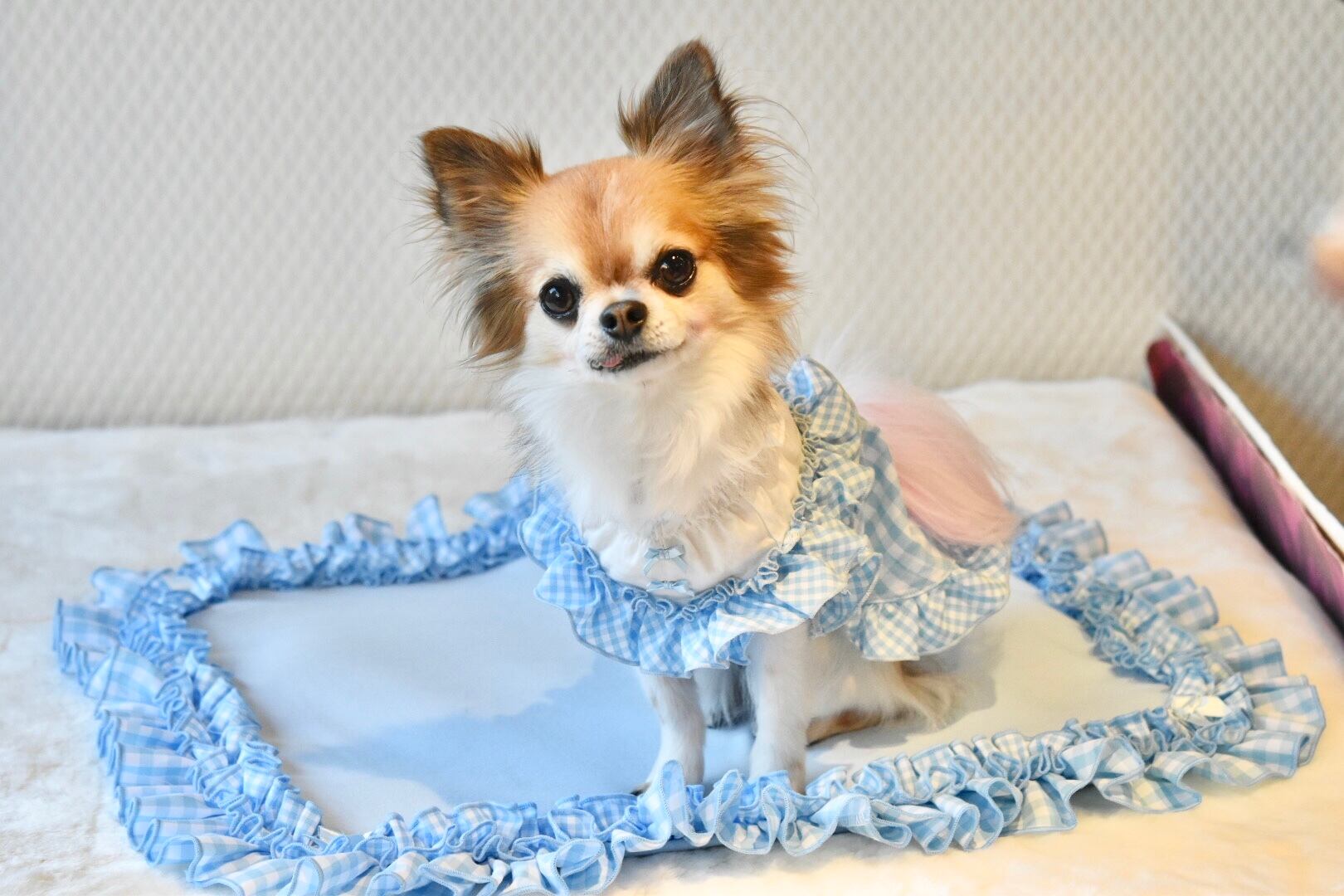 こりん様☆犬パネル生地☆ダーツファスナーポーチミニ タータン