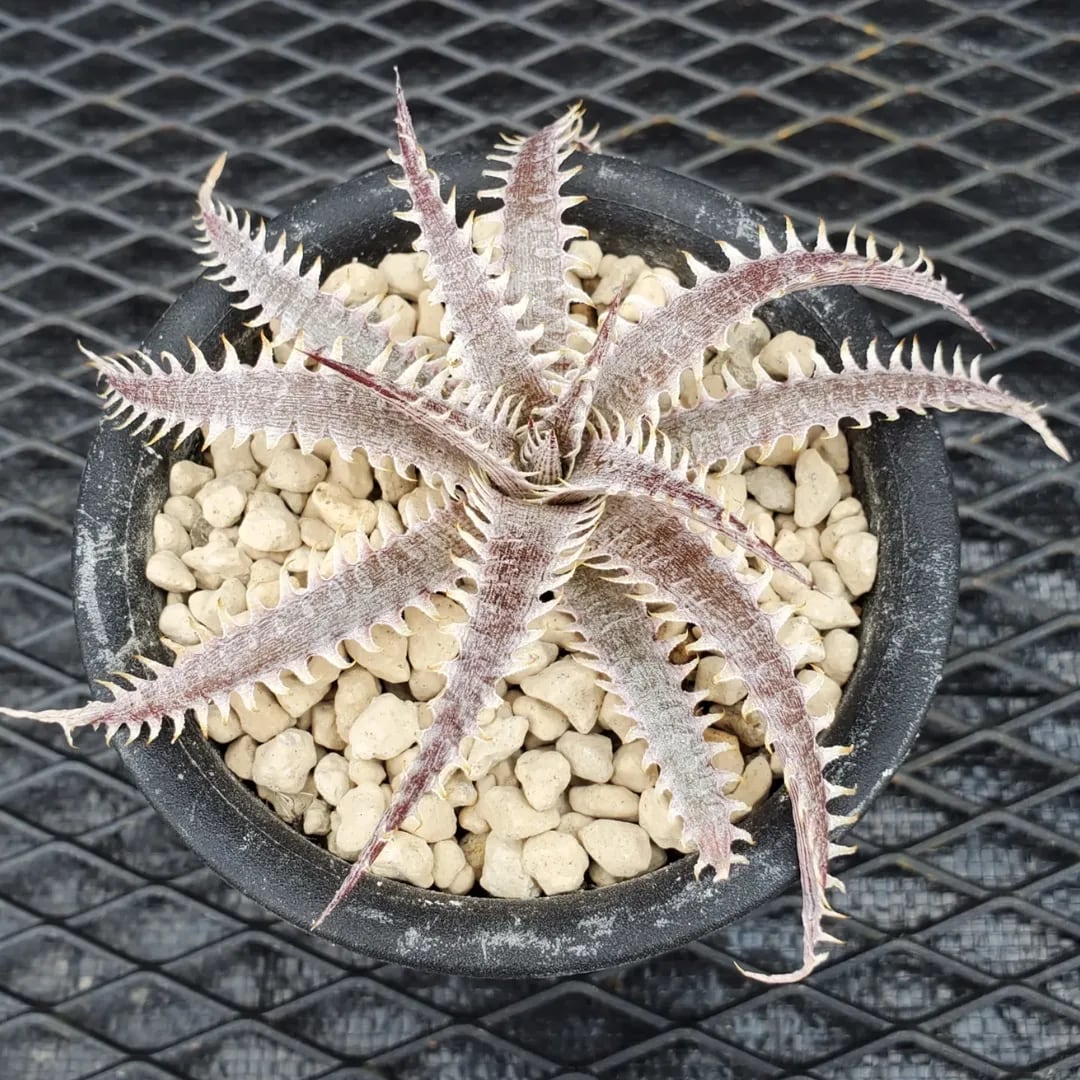 名前（園芸品種名）付き | レアプランツ通販サイトPlants Maniax