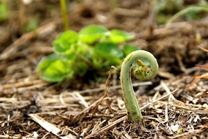 山形県 飯豊町産 ワラビ 2kg