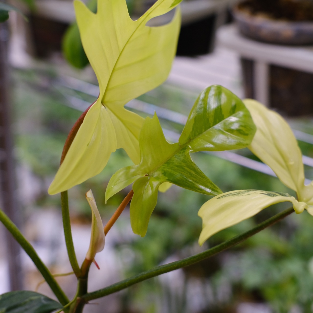 フィロデンドロン フロリダビューティー / P. Florida beauty⑭