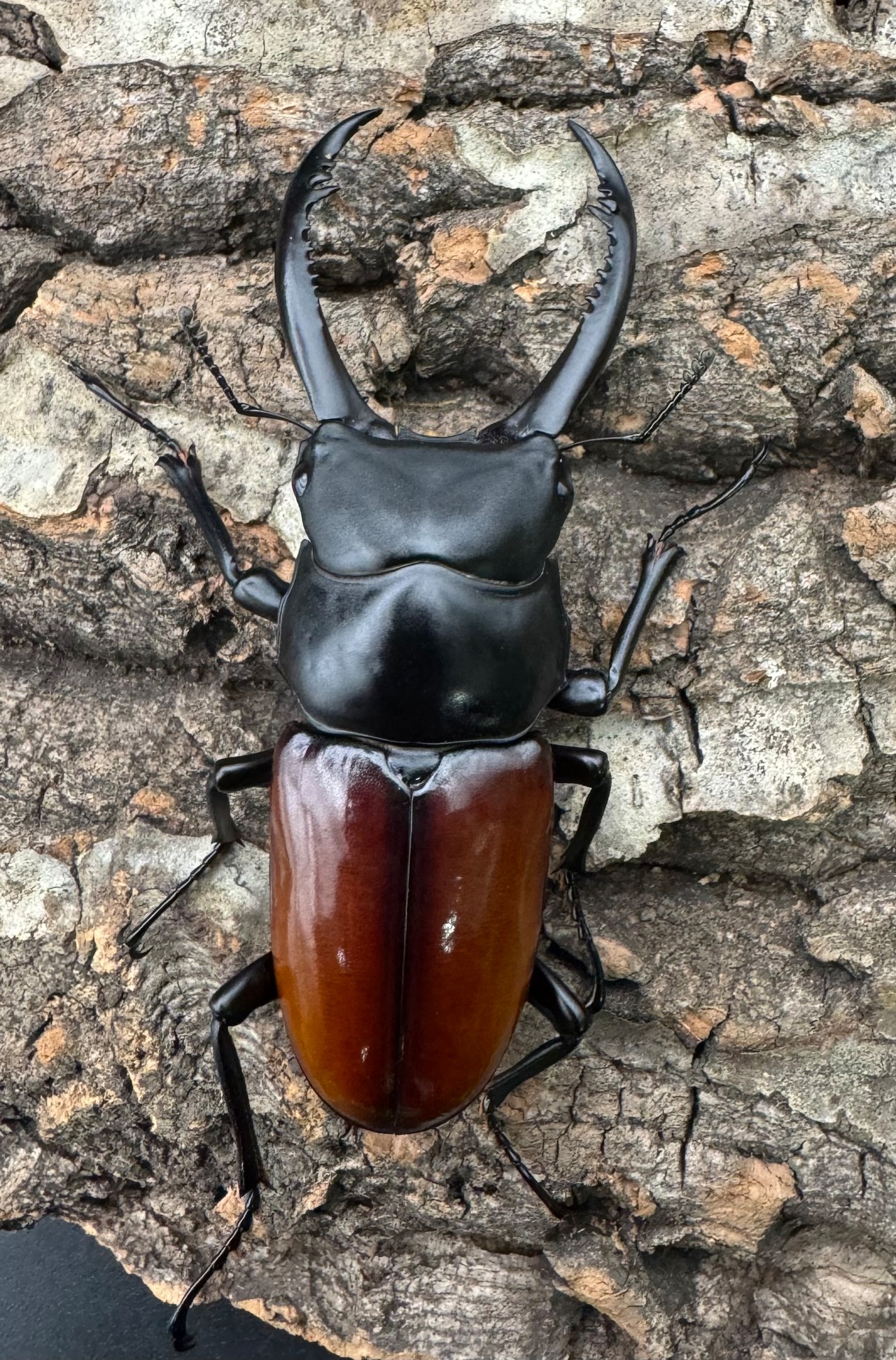 【WF2】《アローコクワ亜種リエン 68mm ペア》