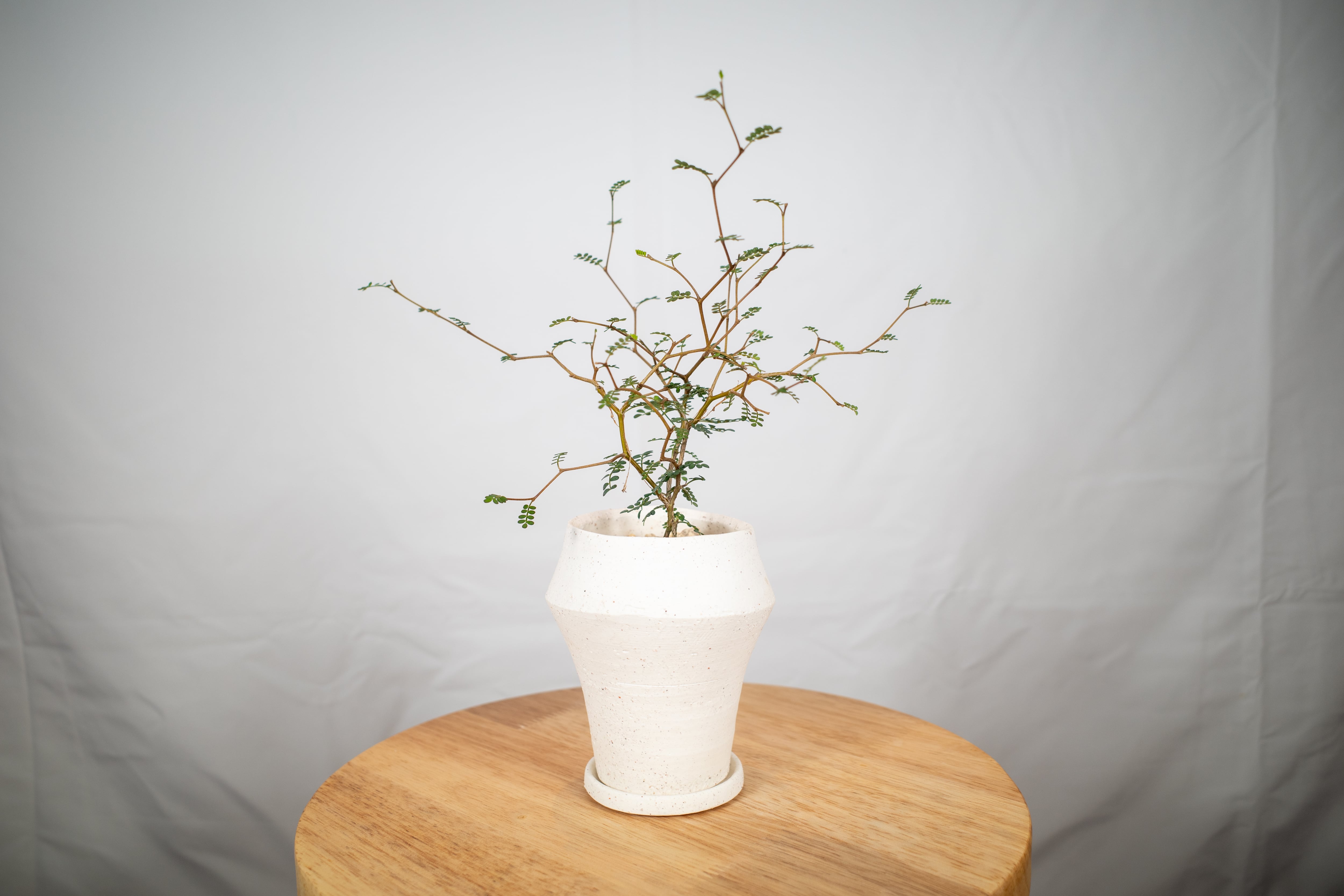SHOKKI “FLOWER VASE L” (S-026) | SOG(ソグ)-SHADES OF GREEN-