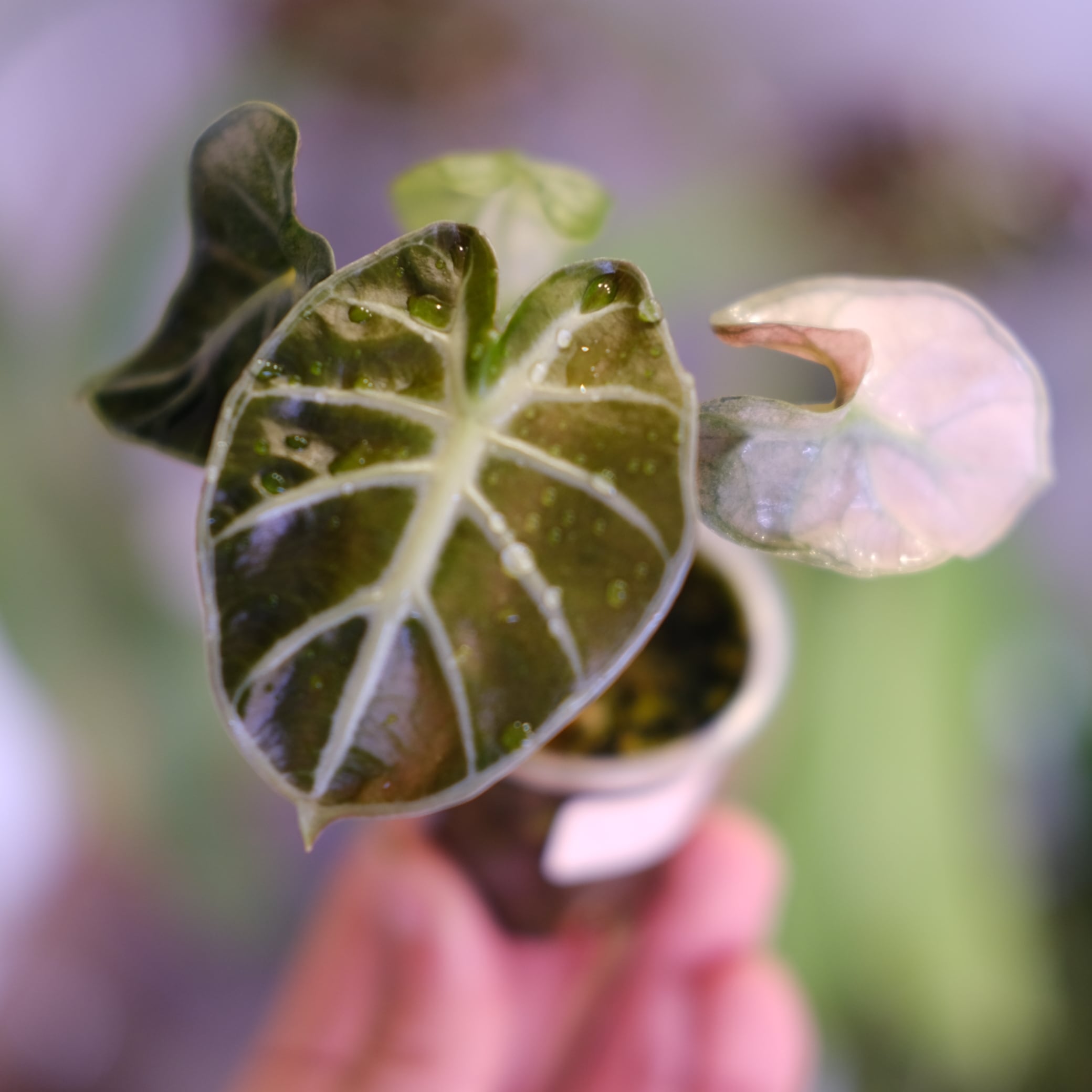アロカシア / Alocasia | tokyoplants / 観葉植物専門店
