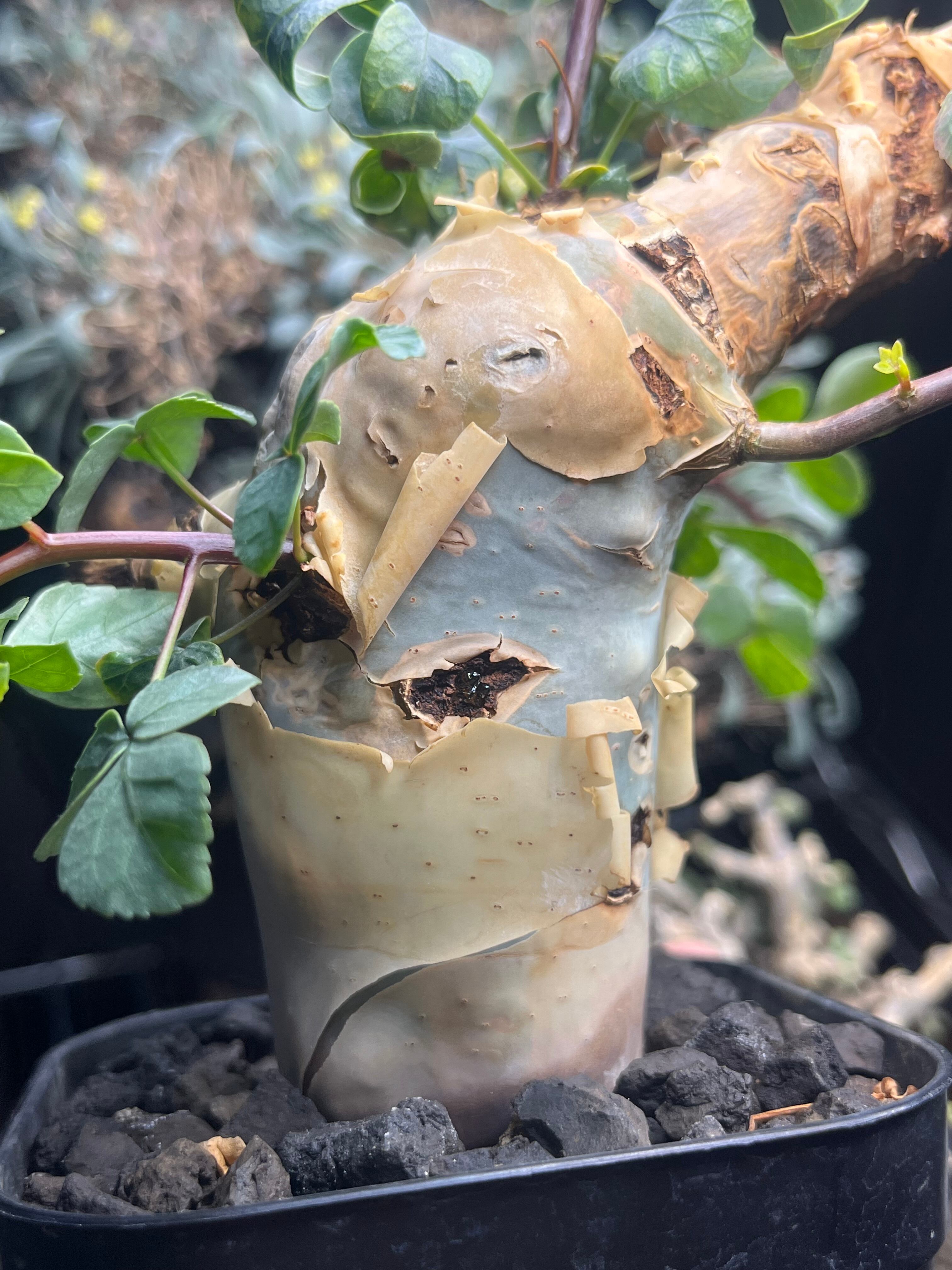 コミフォラ カタフ ピュアソマリア Commiphora グラキリス パキプス コミフォラ カタフ ピュアソマリア Commiphora グラキリス パキプス 発