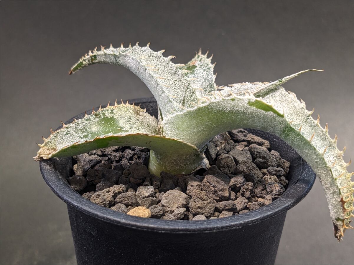 ディッキア Dyckia 'Sharon Petersen' ディッキア Dyckia 'Sharon Petersen'