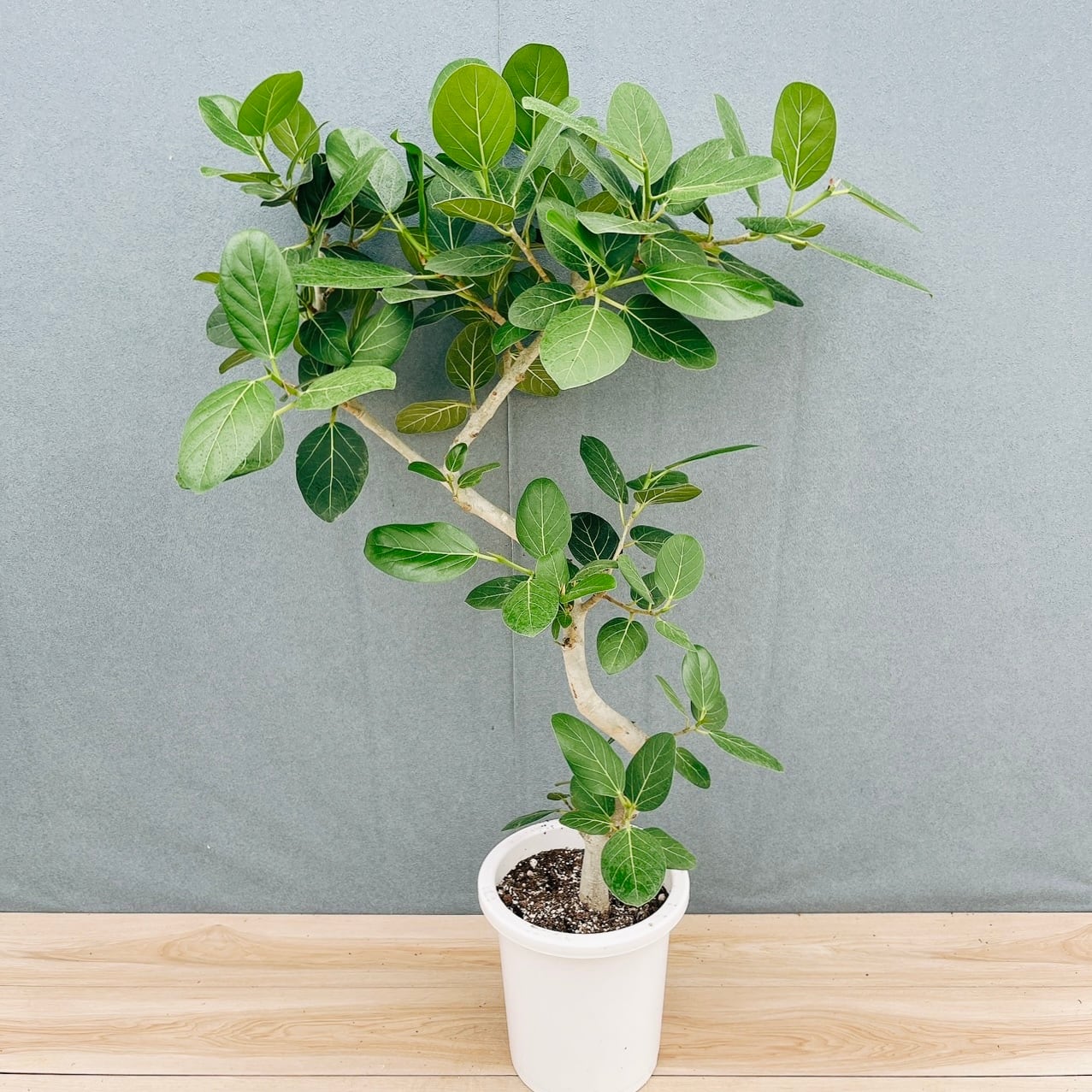［現品］28番　フィカス　ベンガレンシス　曲がり 8号　観葉植物　室内　大型 現品］28番 フィカス ベンガレンシス 曲がり 8号 観葉植物 室内 大型