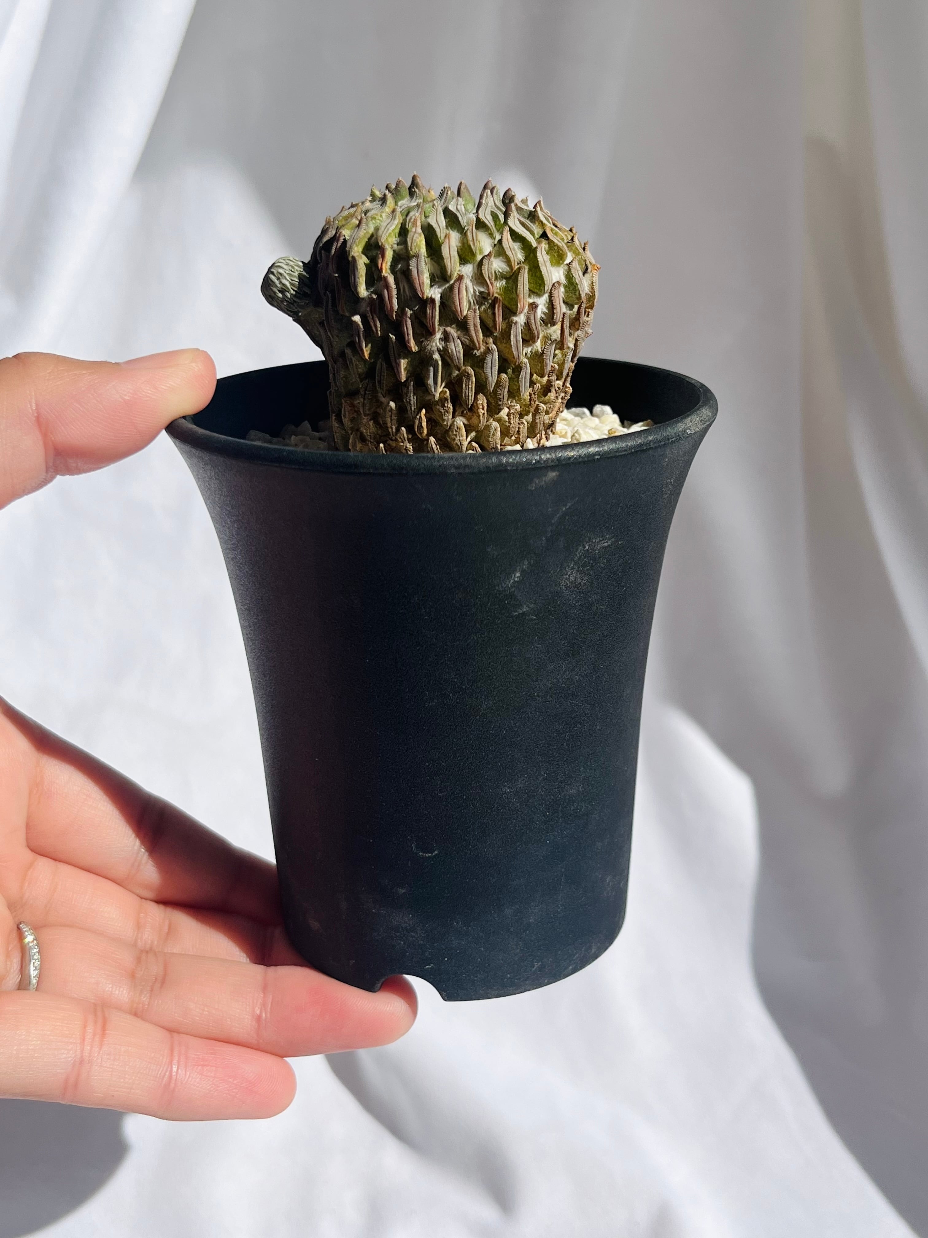 Pelecyphora aselliformis ペレキフォラ 精巧丸 サボテン | plants