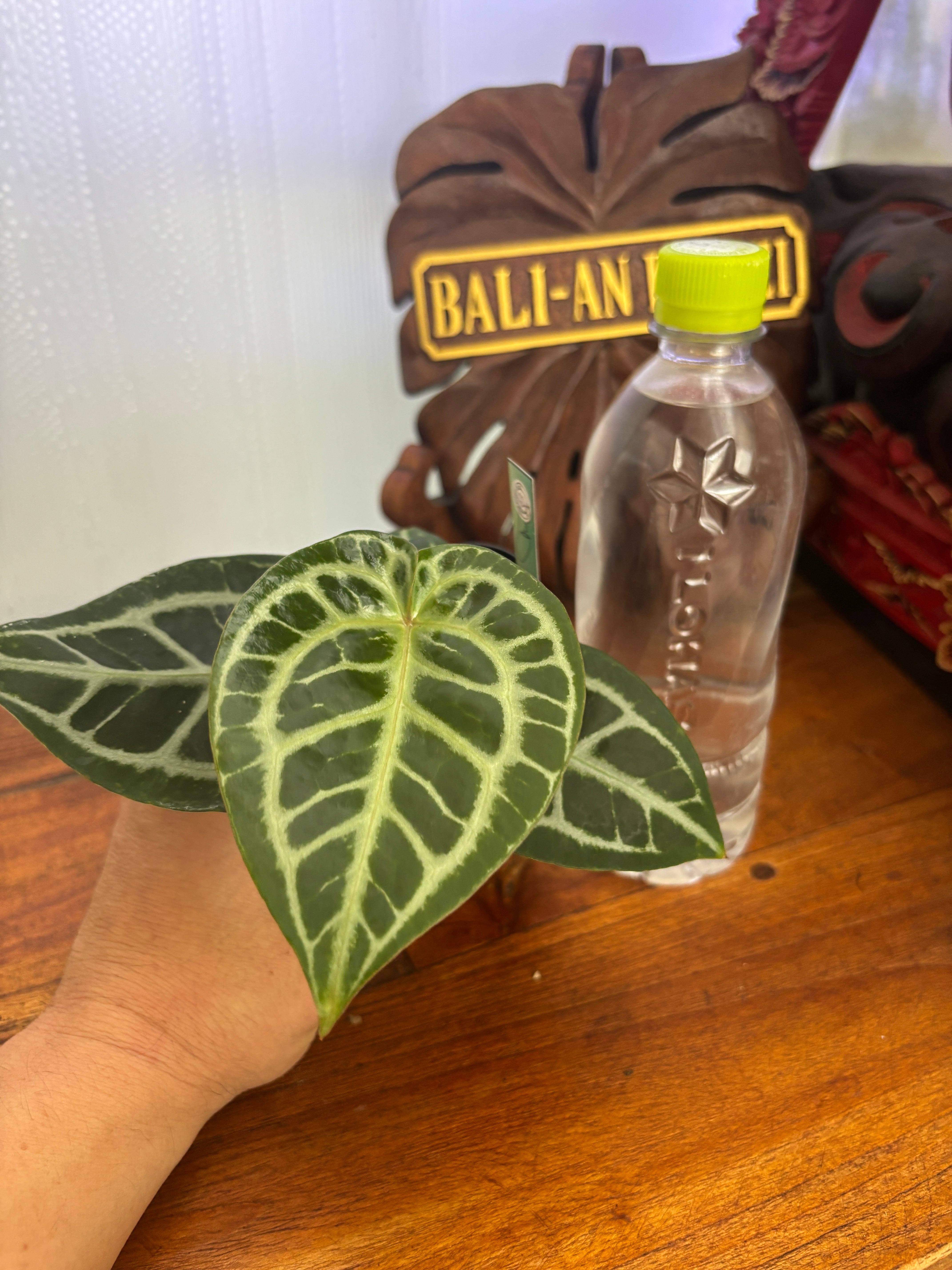 Anthurium | BALI-AN 園芸