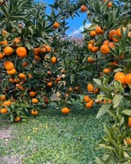 【3キロ箱満杯】減農薬　特別栽培で育てたからだにやさしい　有田みかん　高糖系希少品種　丹生系