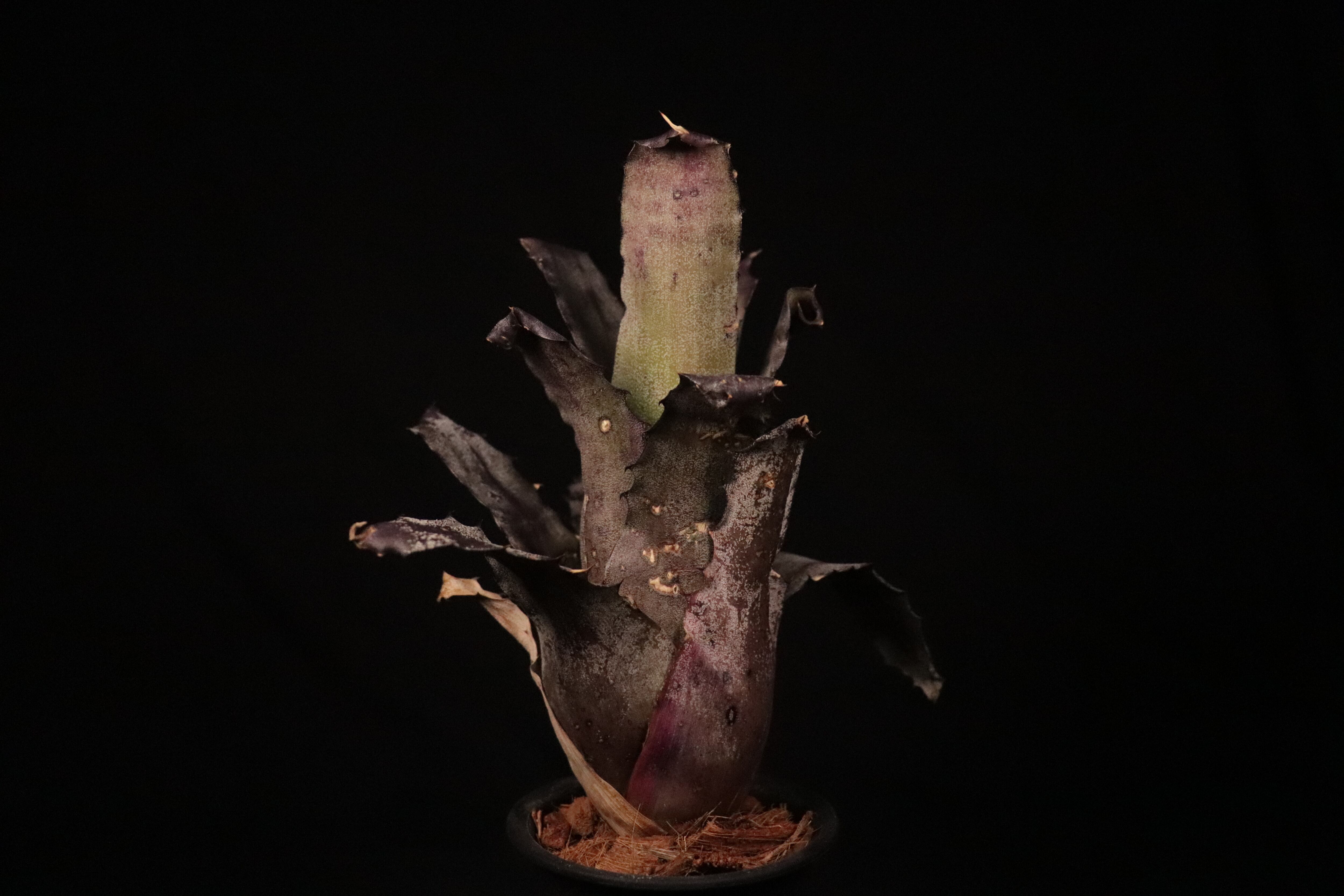 送料無料】Hohenbergia leopoldo-horstii Hawaii form〔ホヘンベルギア
