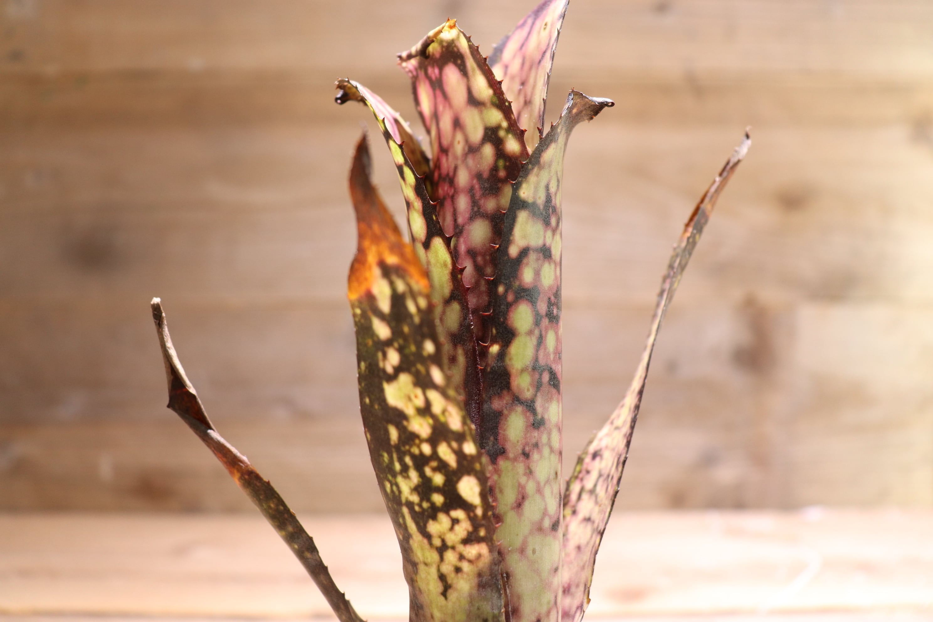 【送料無料】 Billbergia 'Black pearl'〔ビルベルギア〕現品発送B0047 | plane plants powered by  BASE