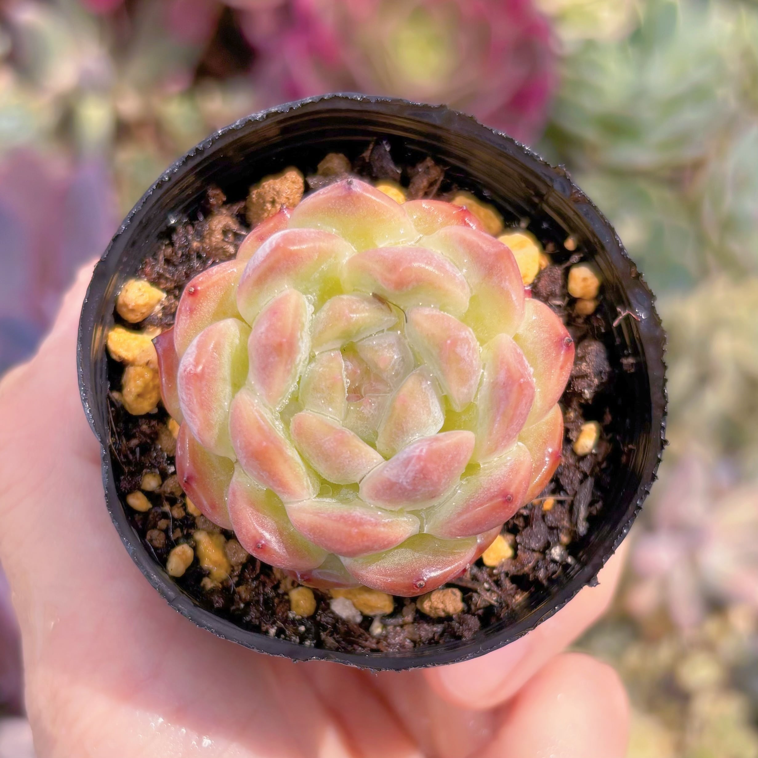 現品　秋霜#B44　るる農園