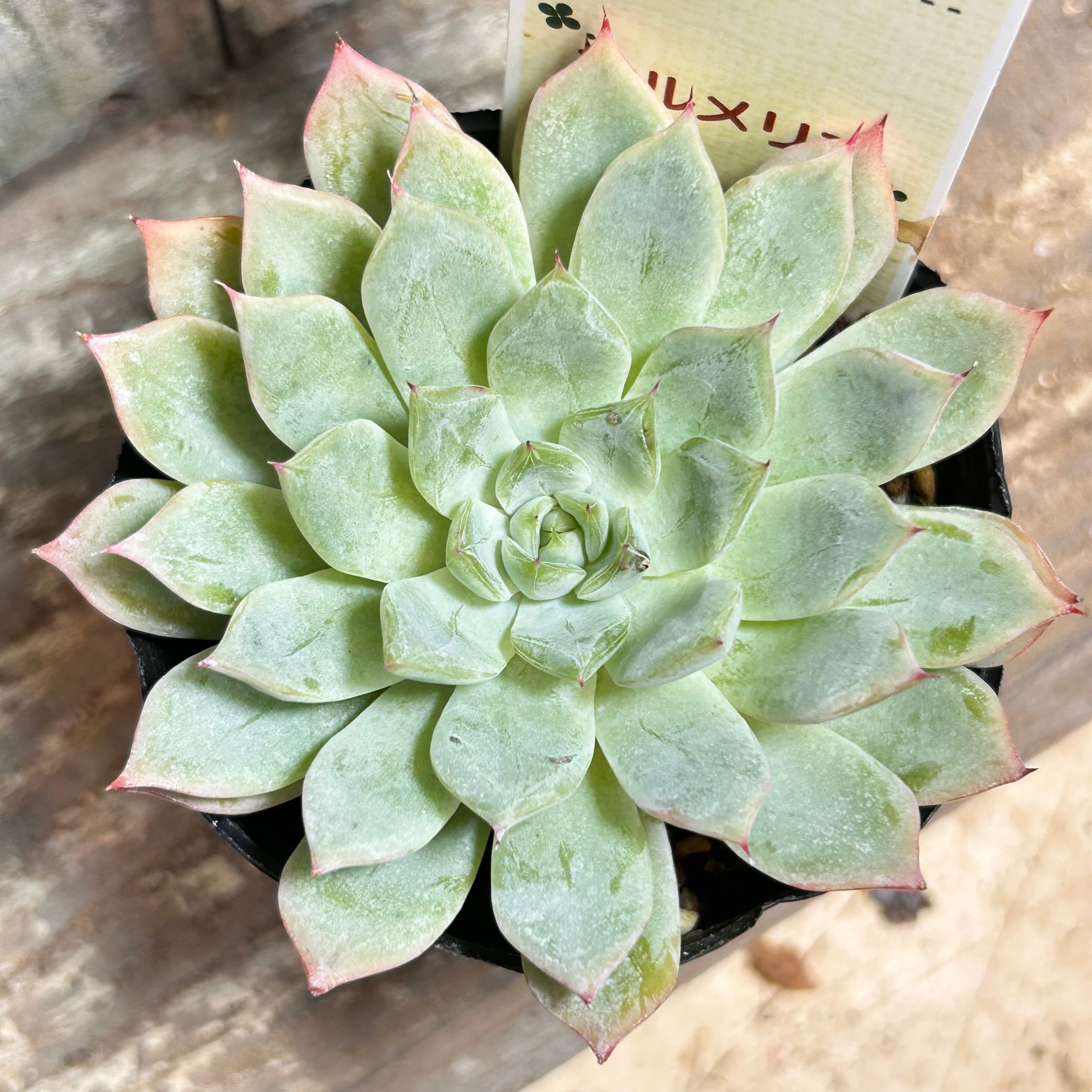 RuPo 多肉植物専門店
